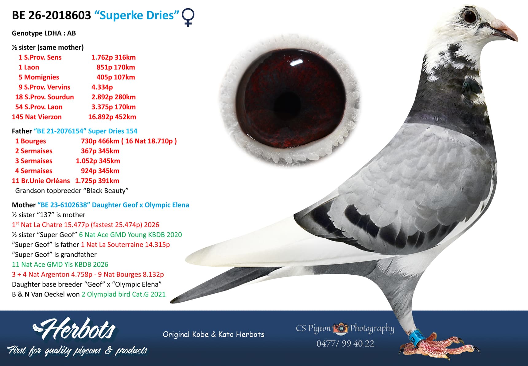 pigeon: undefined
