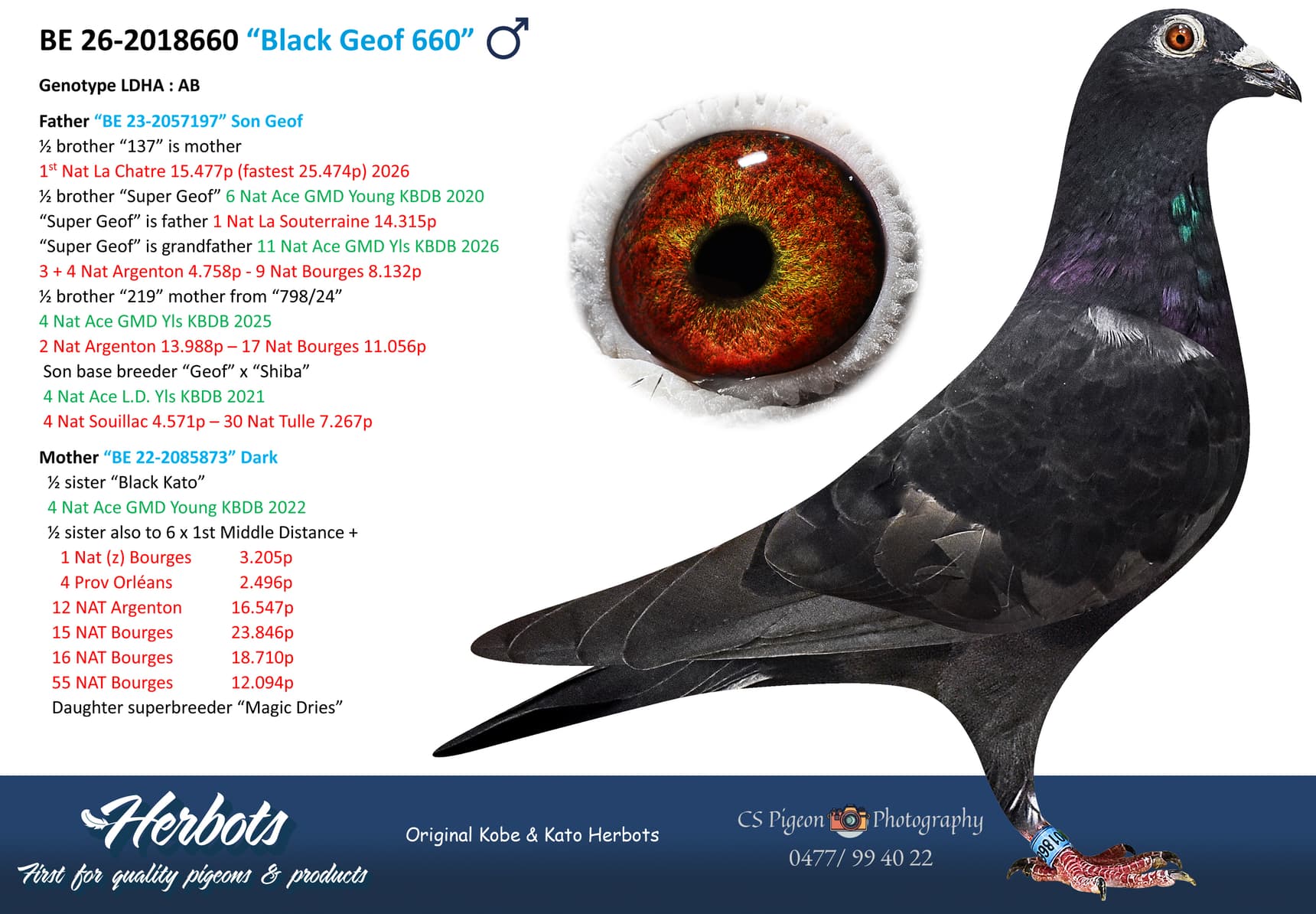 pigeon: undefined