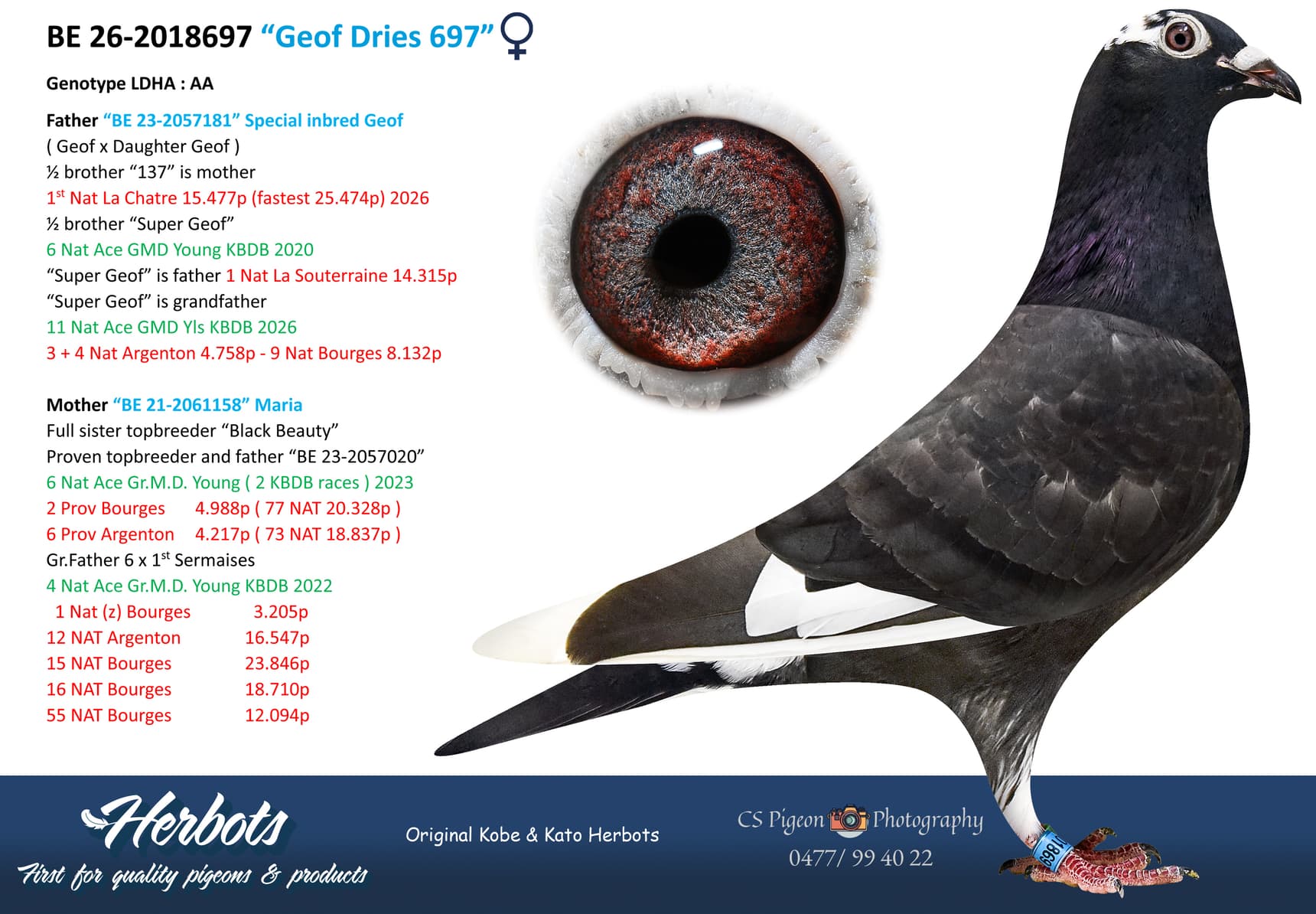 pigeon: undefined