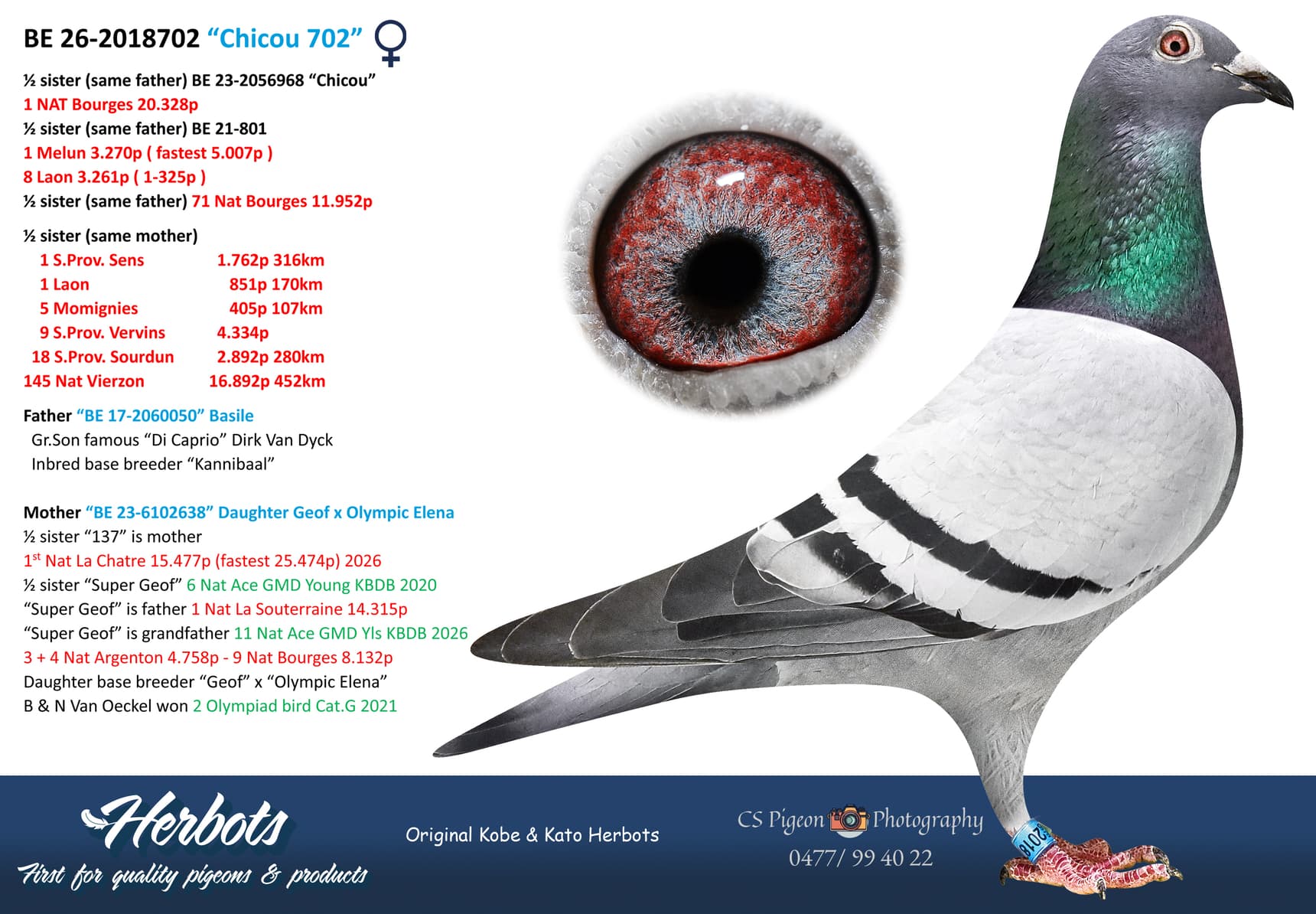 pigeon: undefined