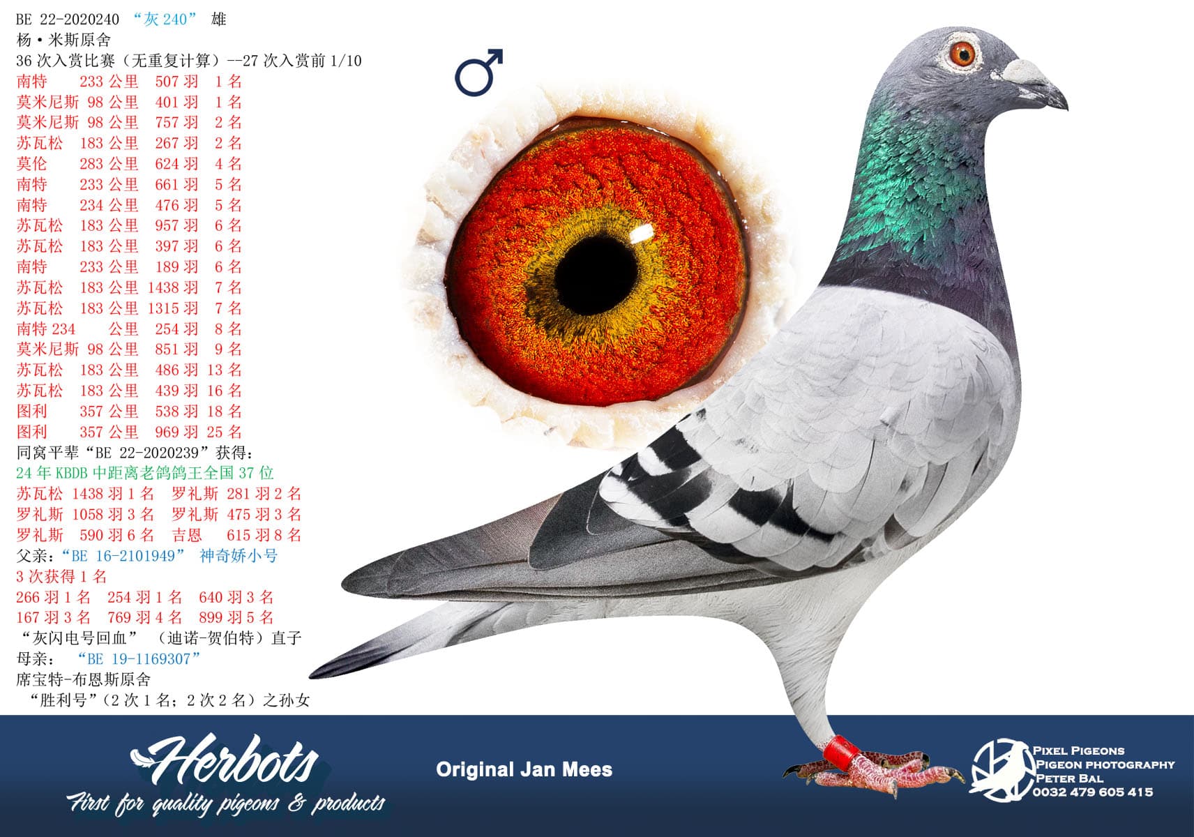 pigeon: undefined