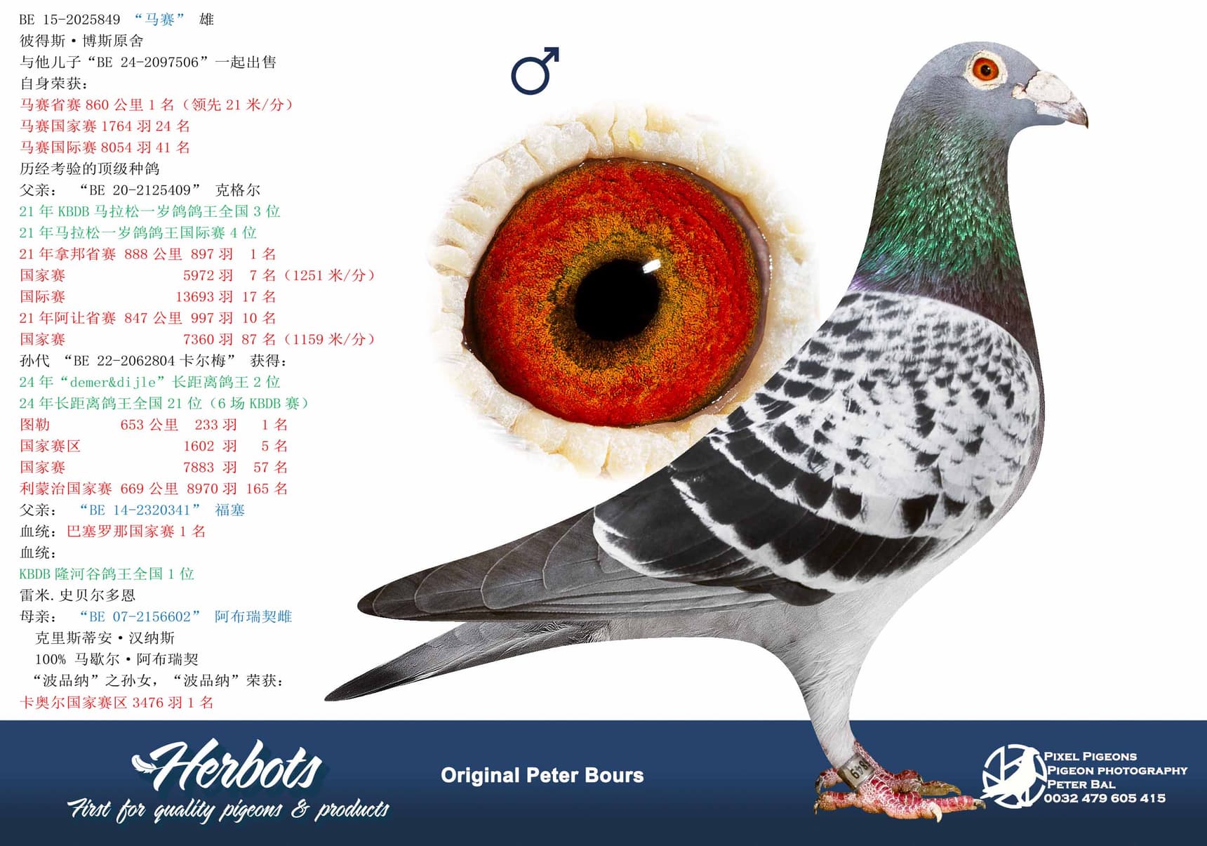 pigeon: undefined