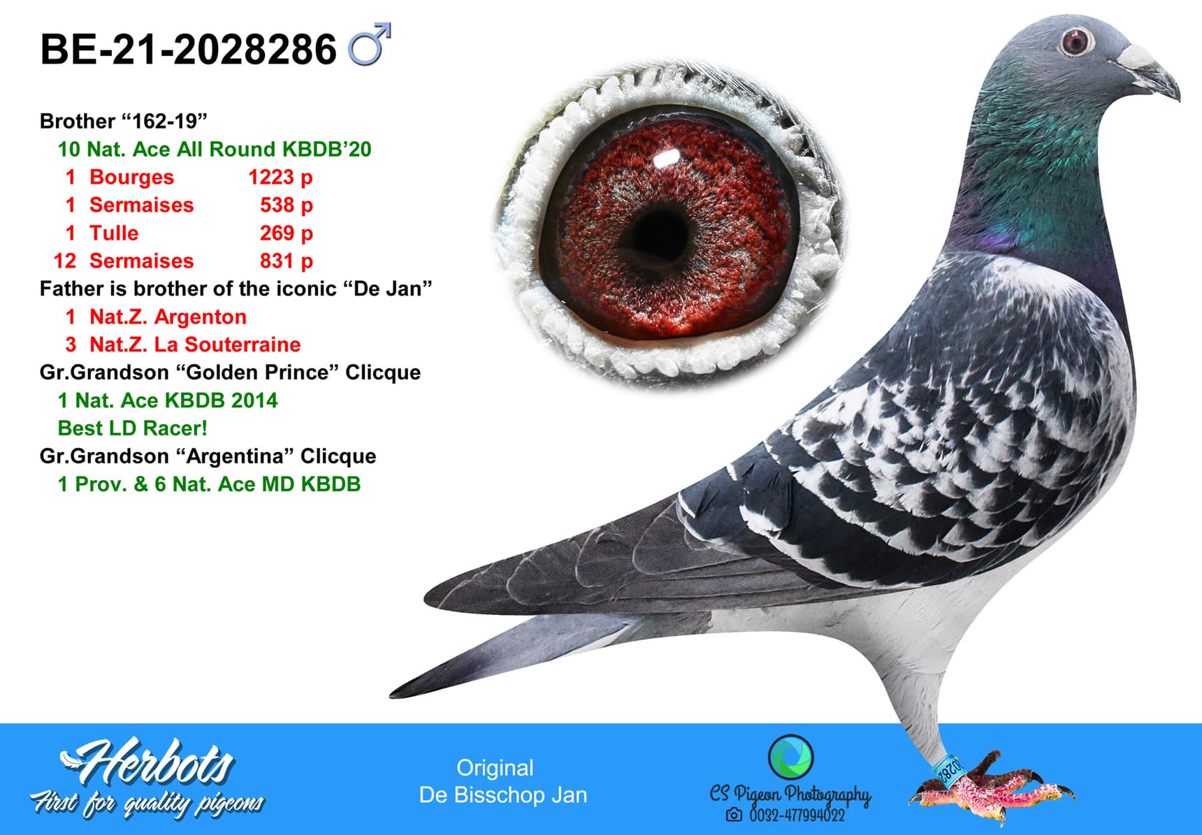 pigeon: undefined