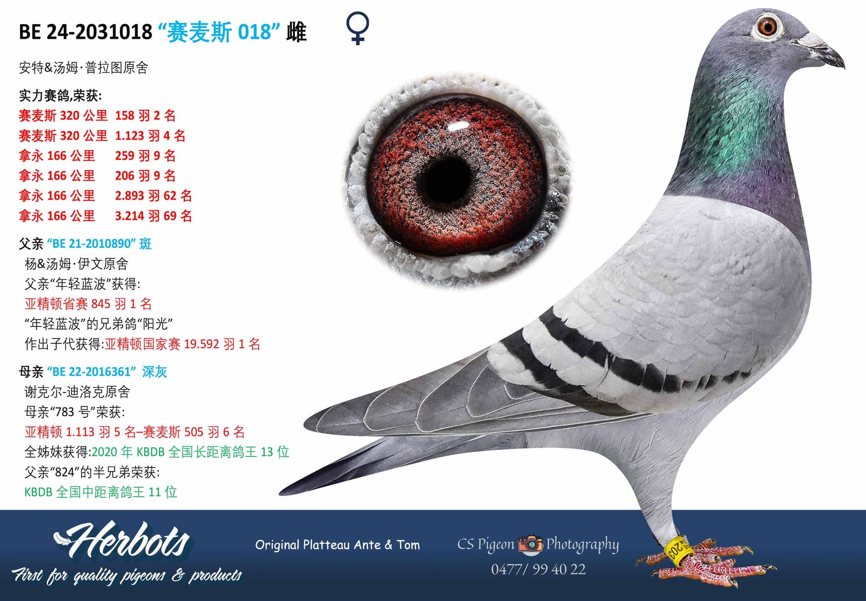 pigeon: undefined