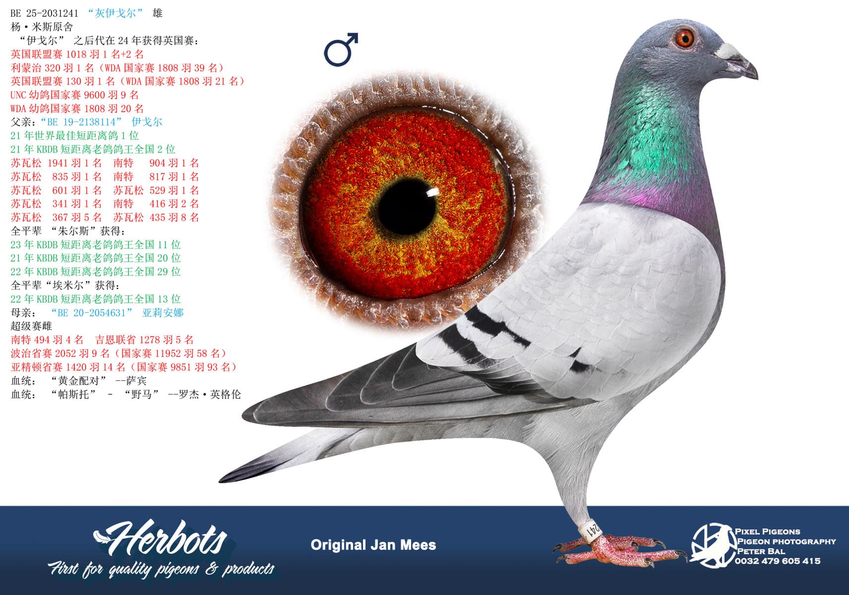 pigeon: undefined