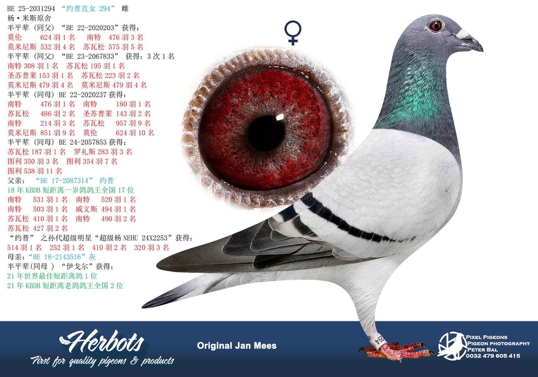 pigeon: undefined