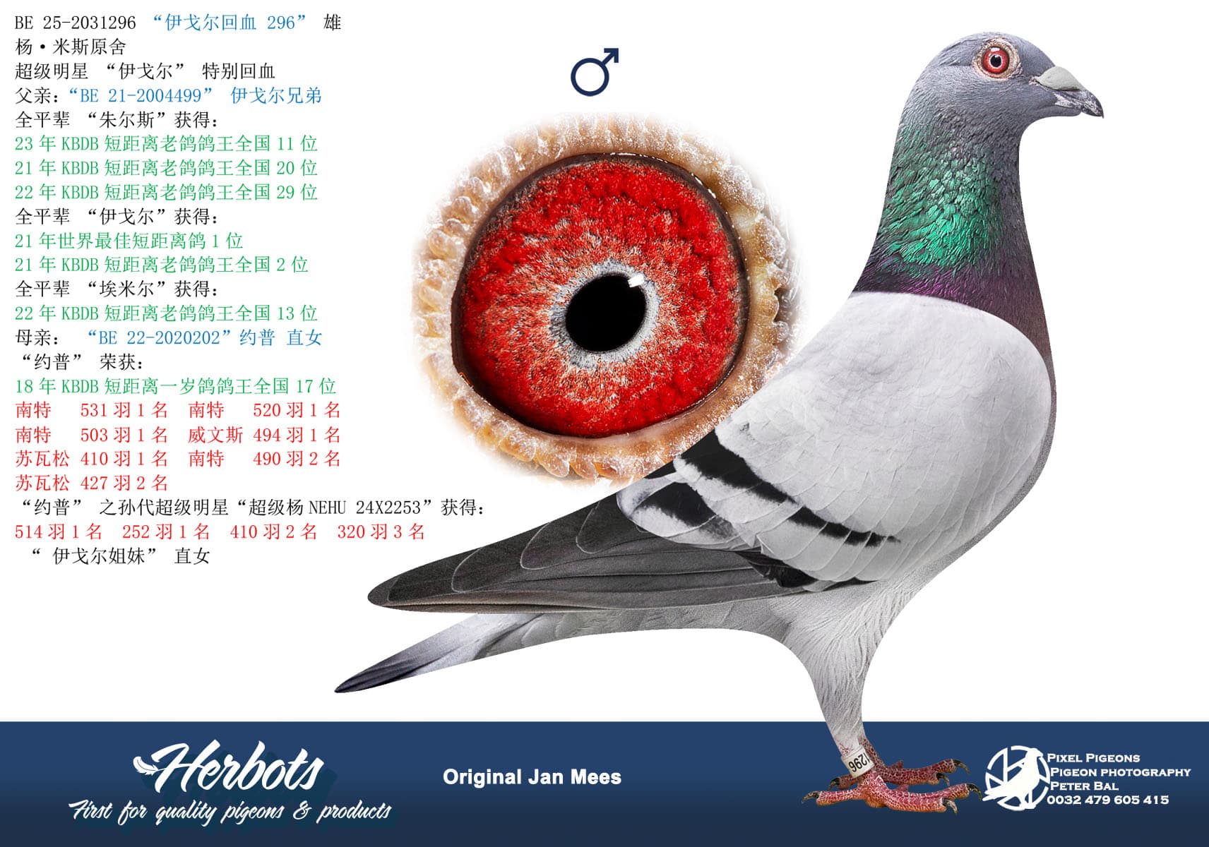 pigeon: undefined