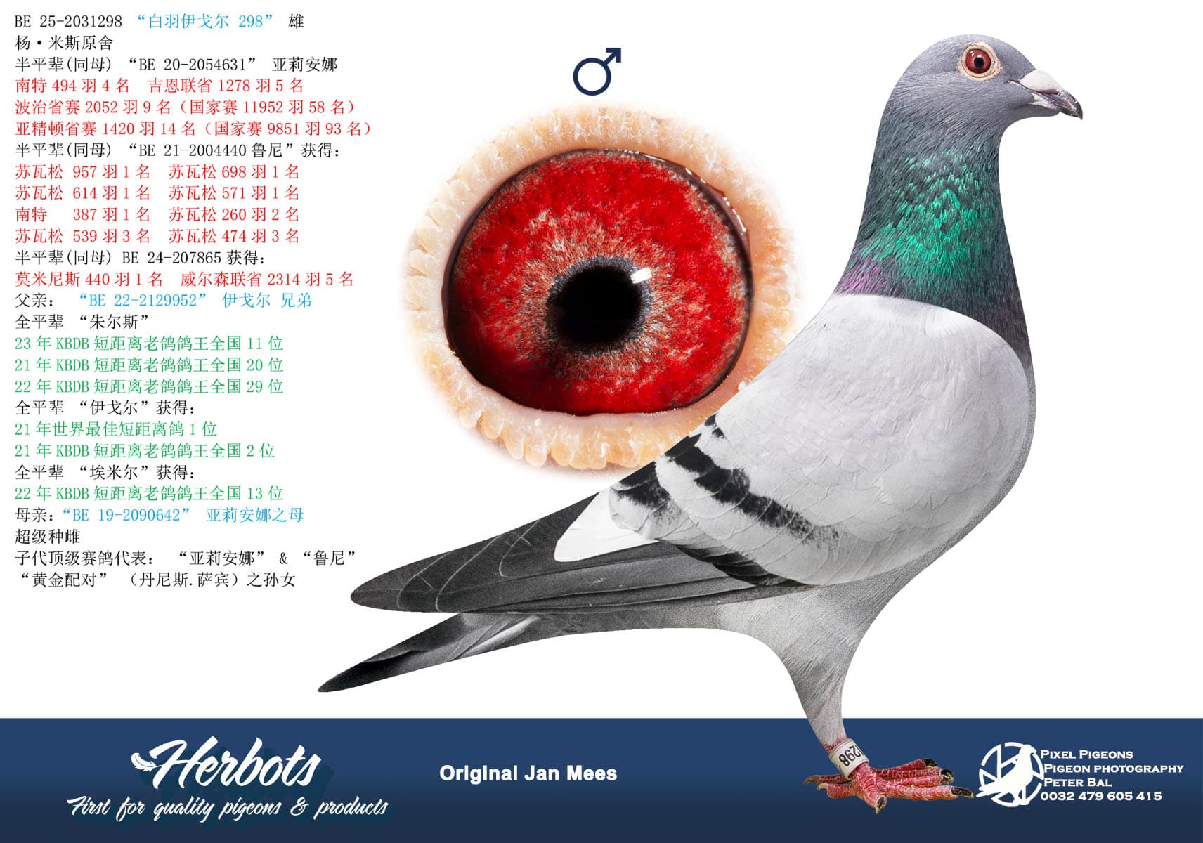 pigeon: undefined
