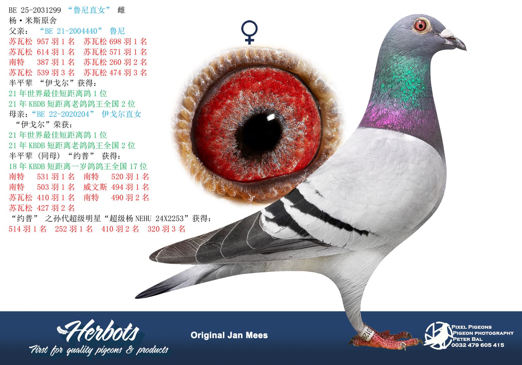 pigeon: undefined