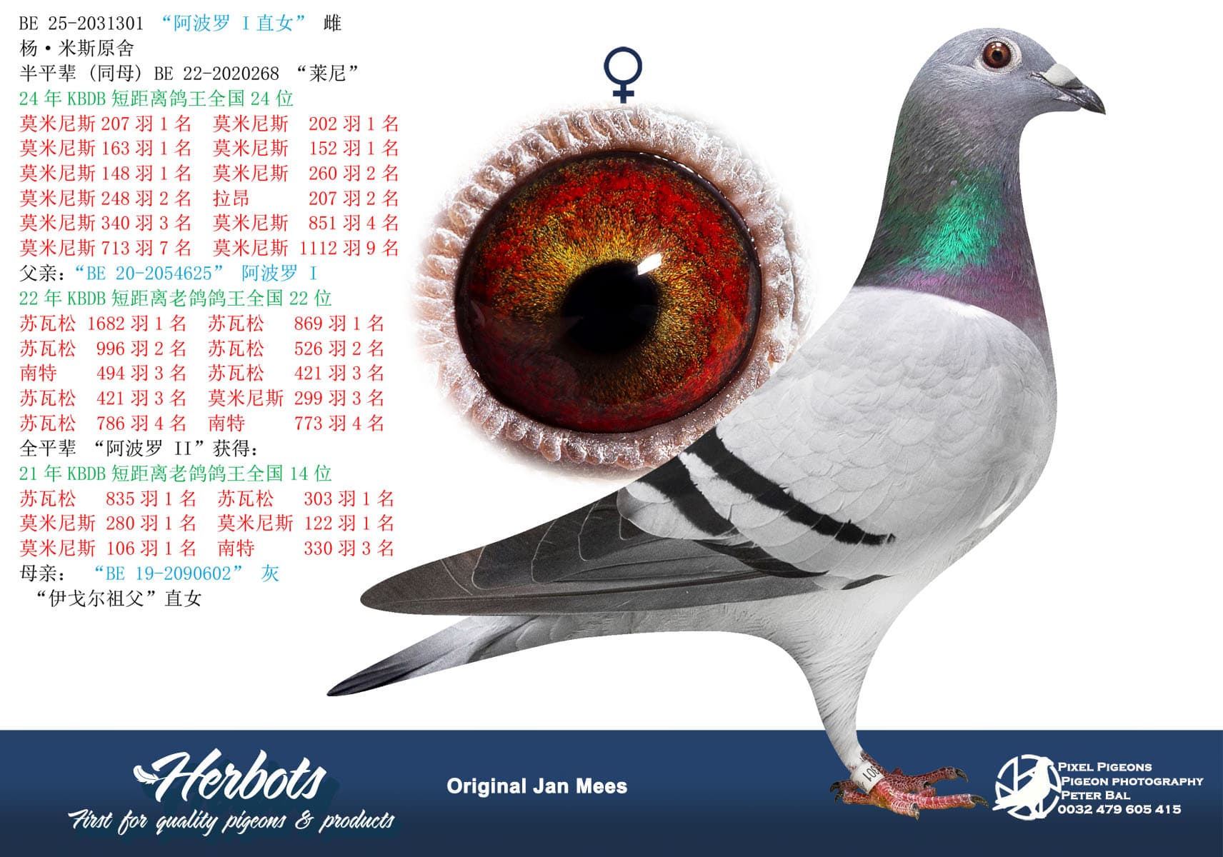 pigeon: undefined