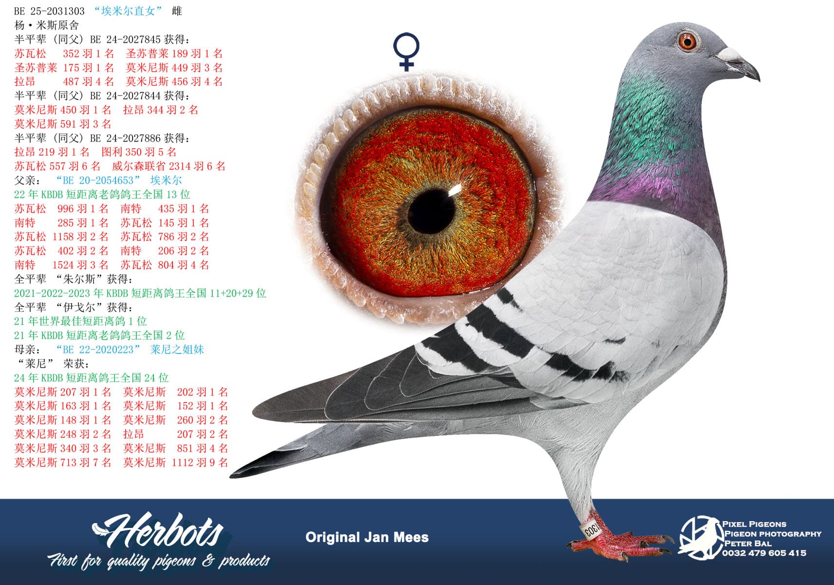 pigeon: undefined
