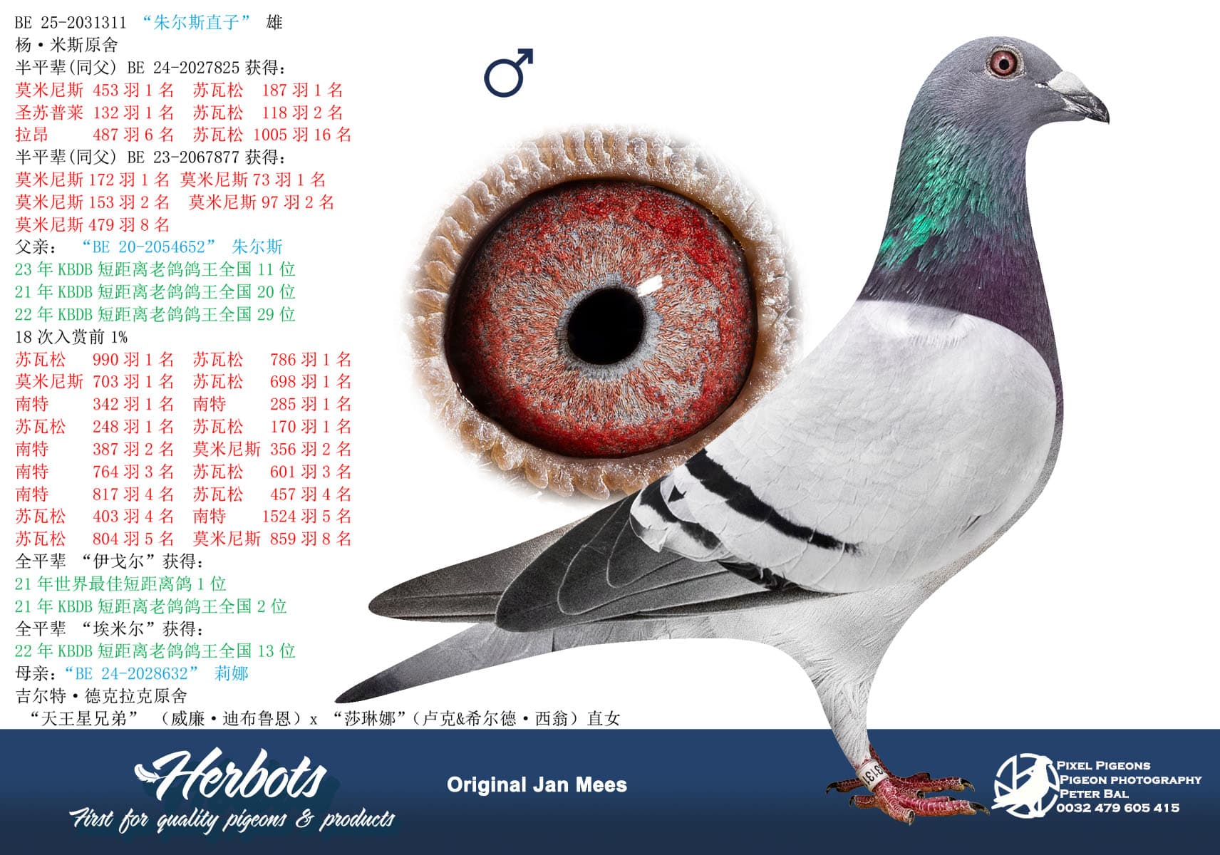 pigeon: undefined