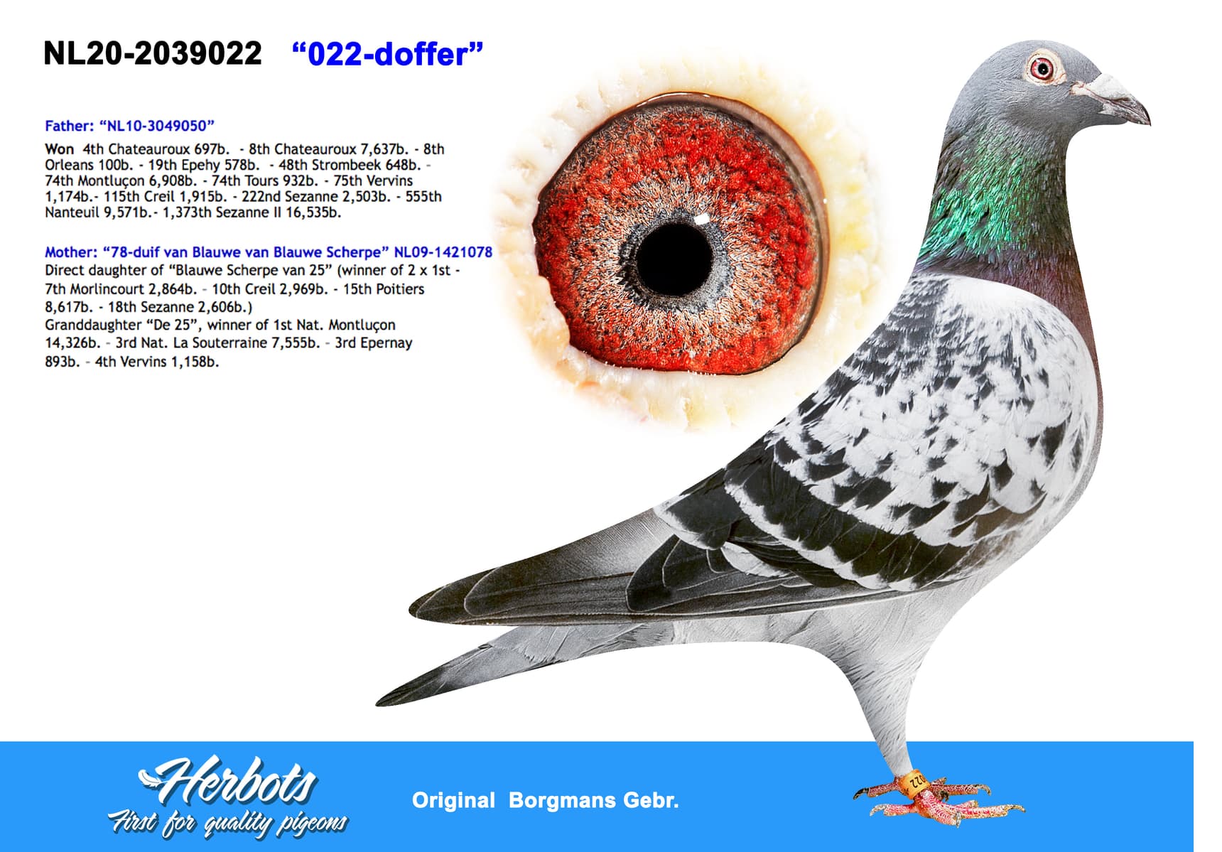 pigeon: undefined