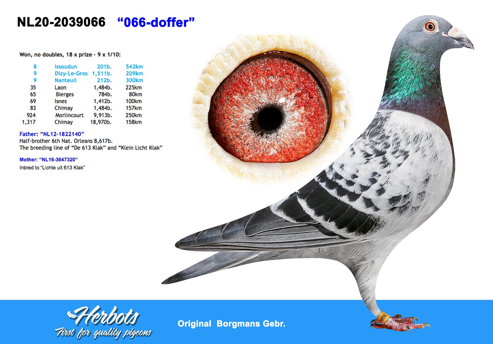 pigeon: undefined