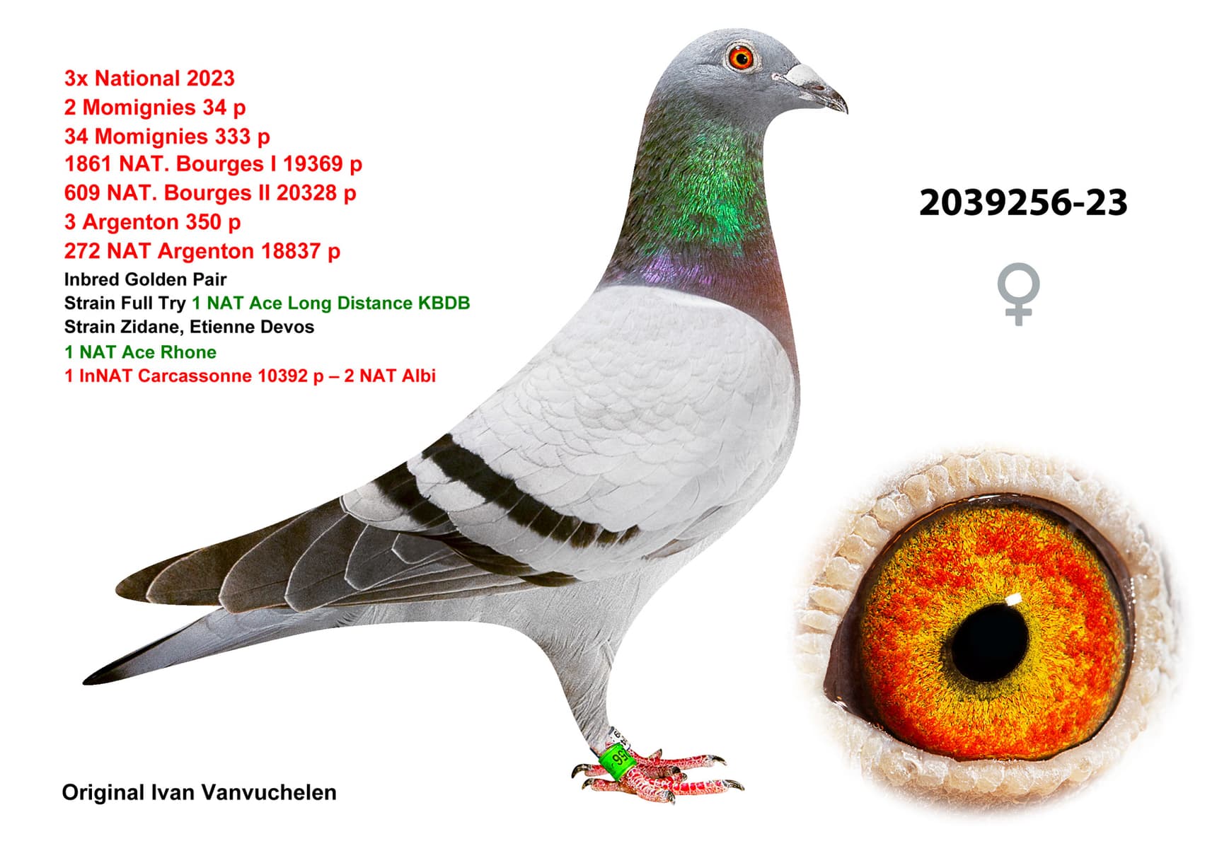 pigeon: undefined