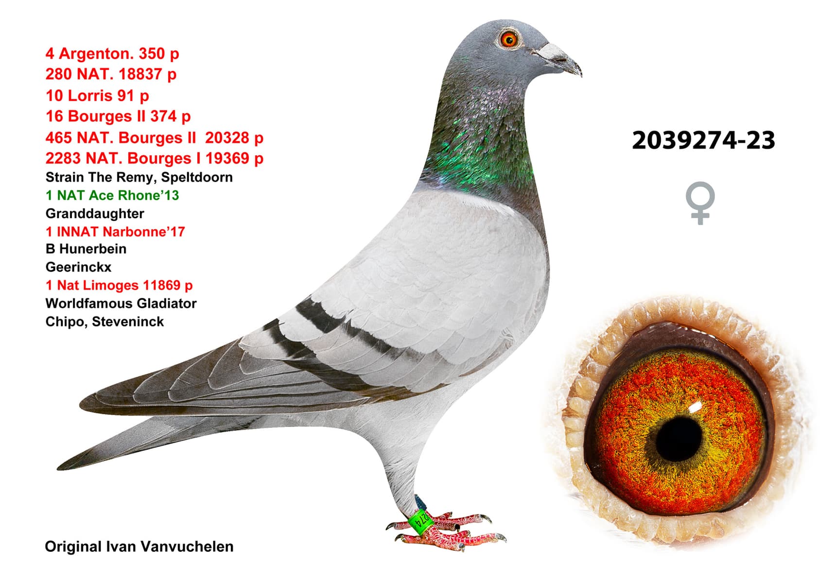 pigeon: undefined