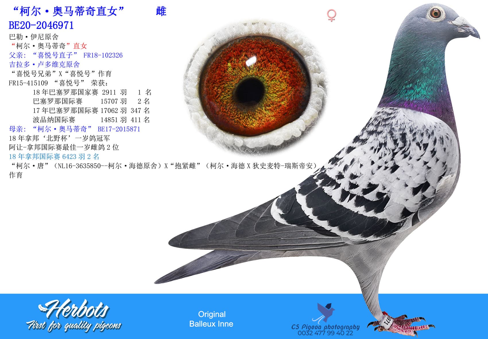 pigeon: undefined