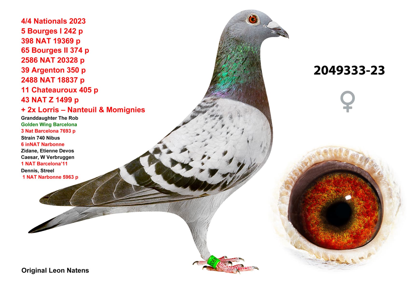 pigeon: undefined