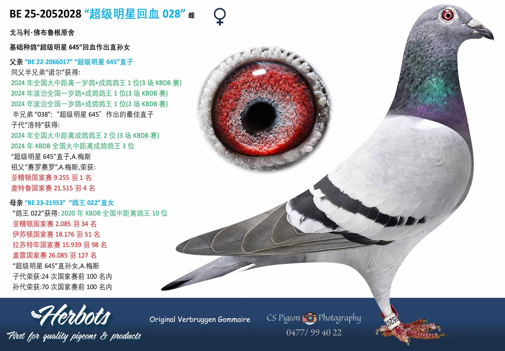 pigeon: undefined