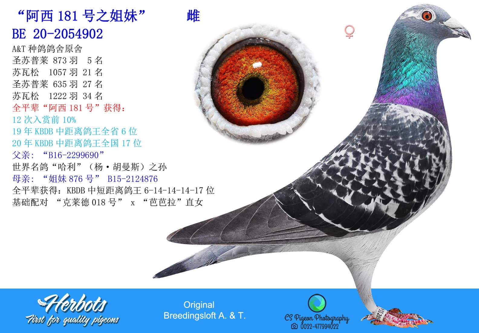 pigeon: undefined