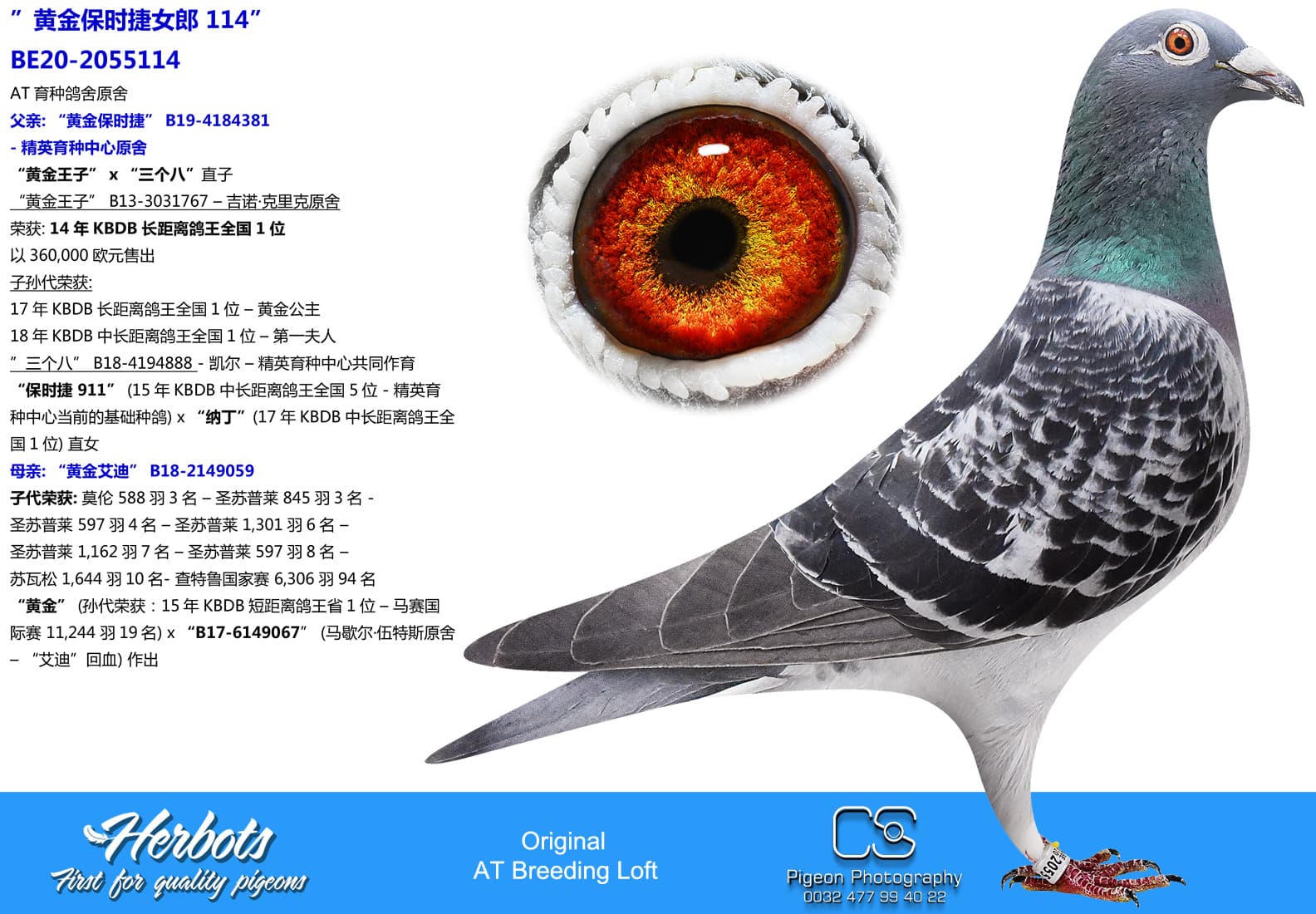 pigeon: undefined