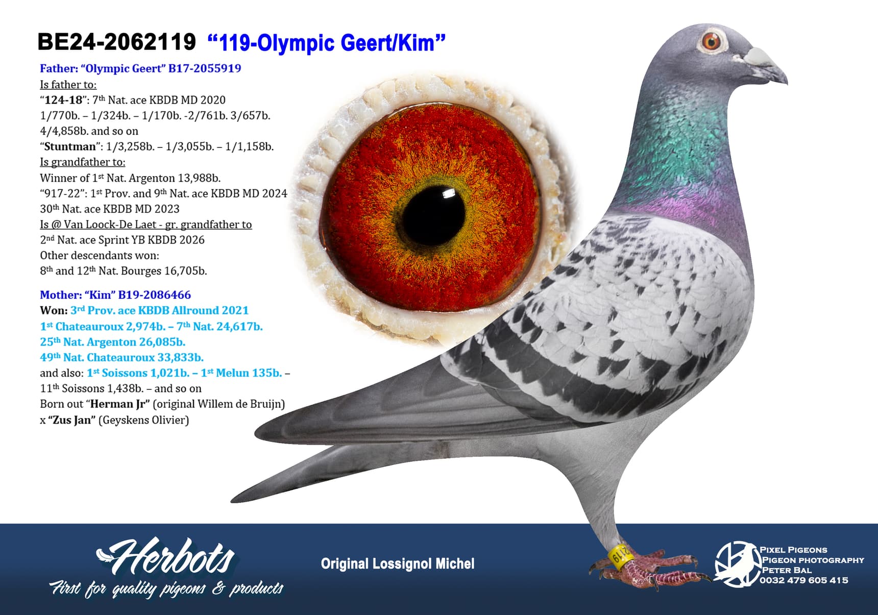 pigeon: undefined