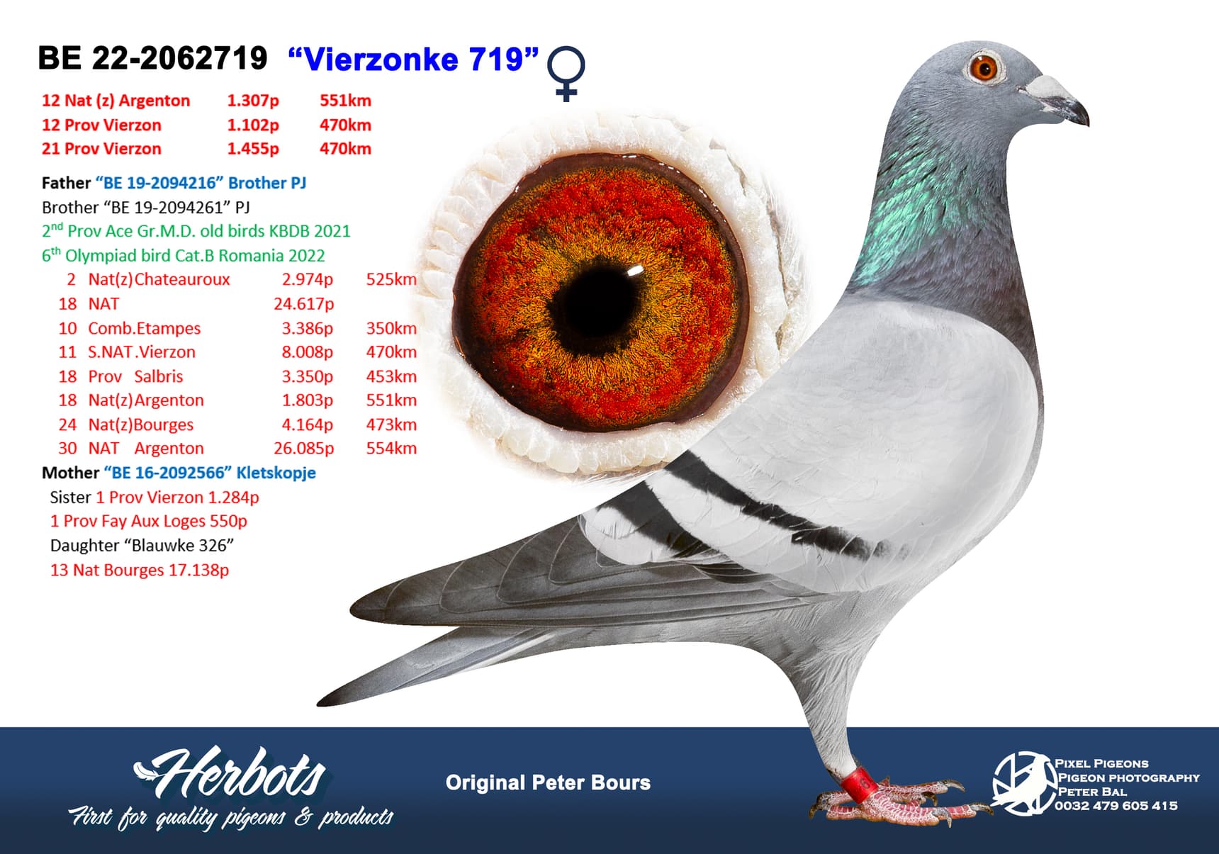 pigeon: undefined