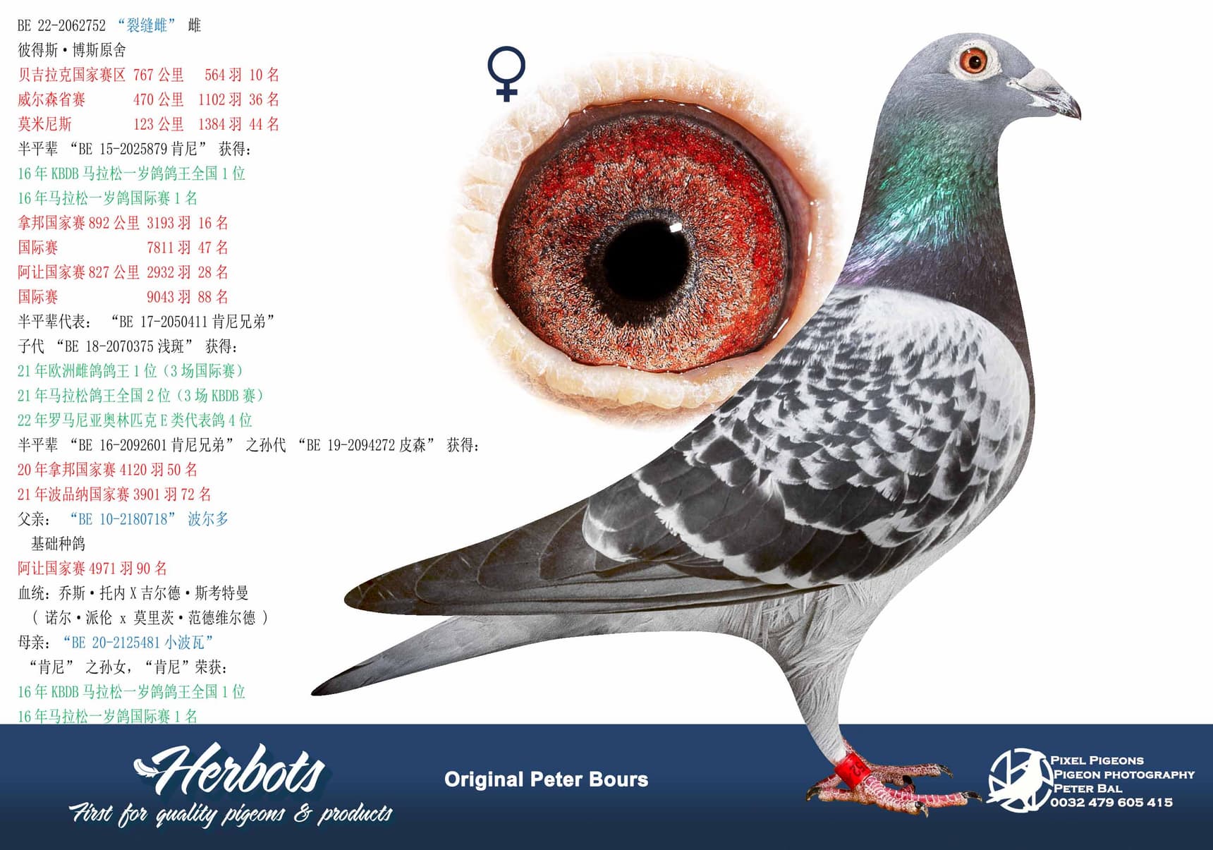 pigeon: undefined