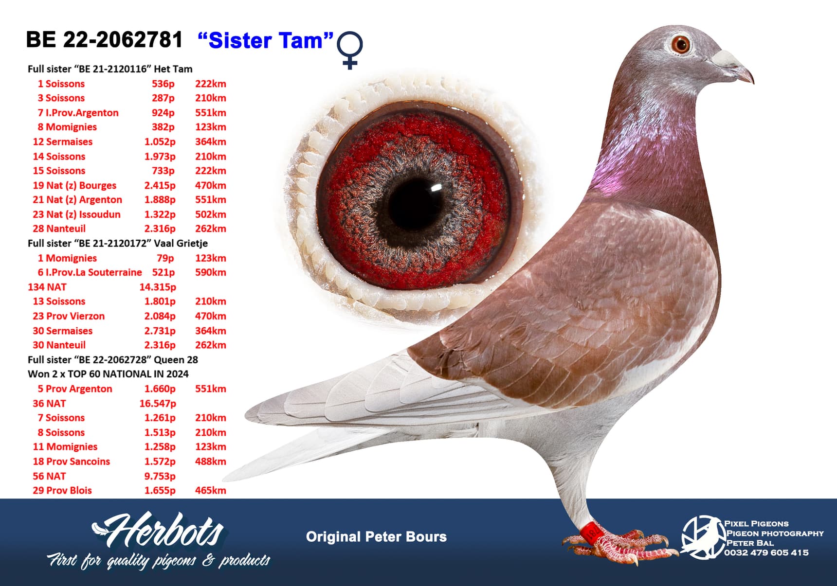 pigeon: undefined