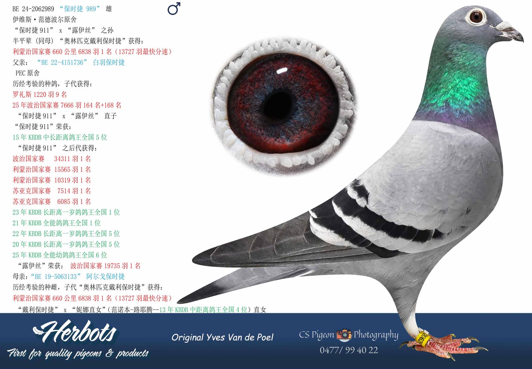 pigeon: undefined