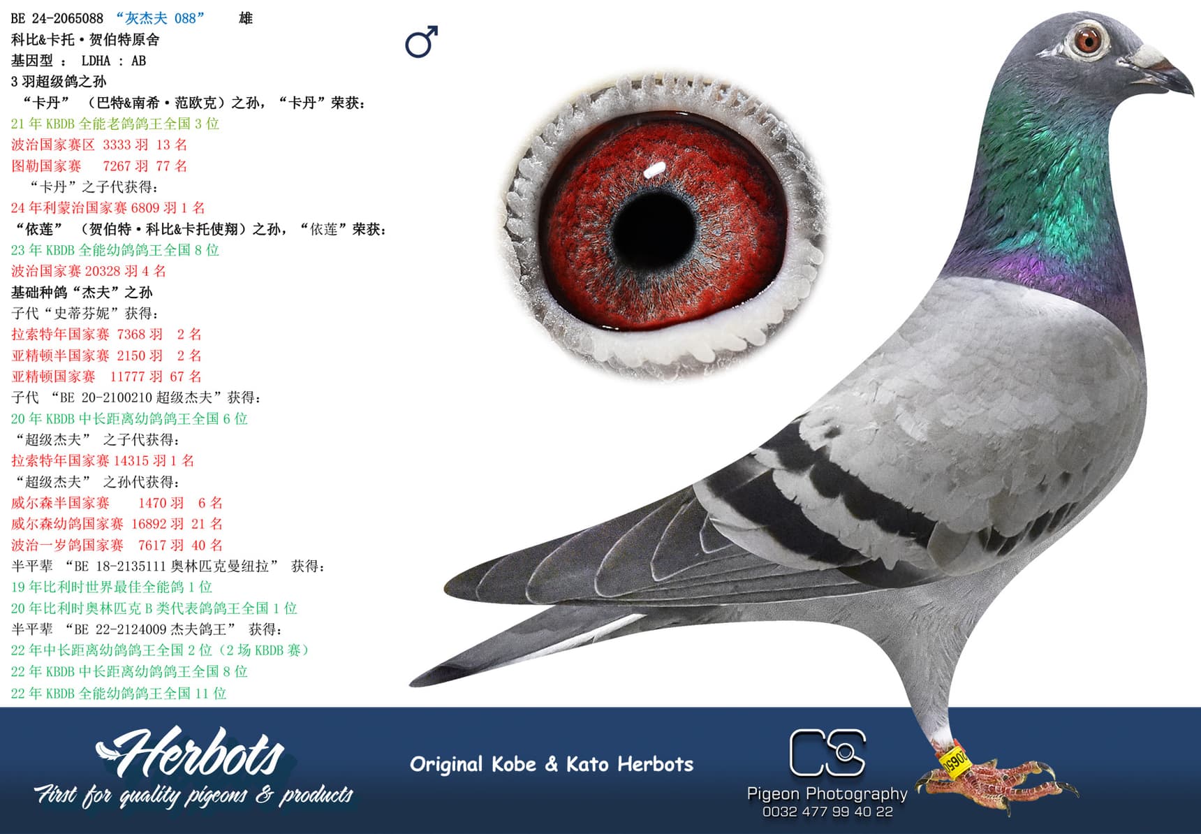 pigeon: undefined