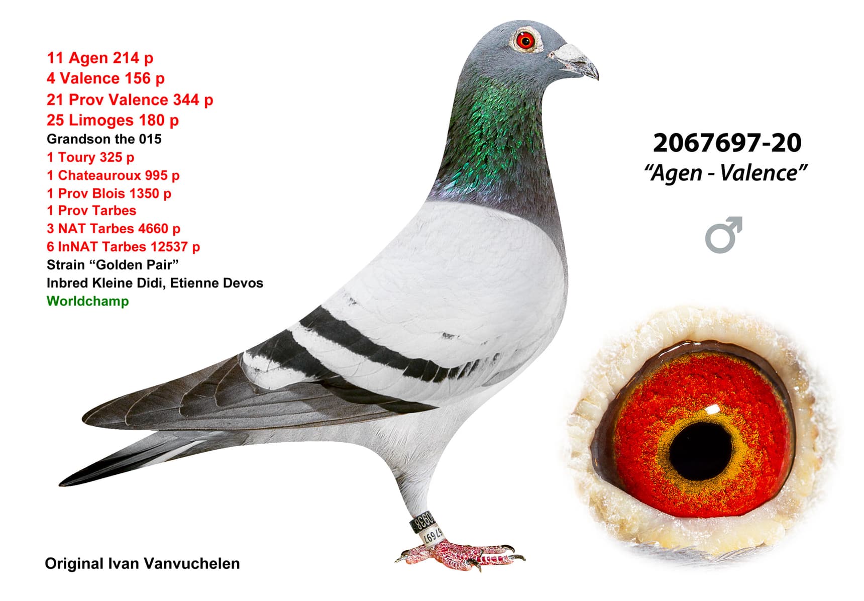 pigeon: undefined