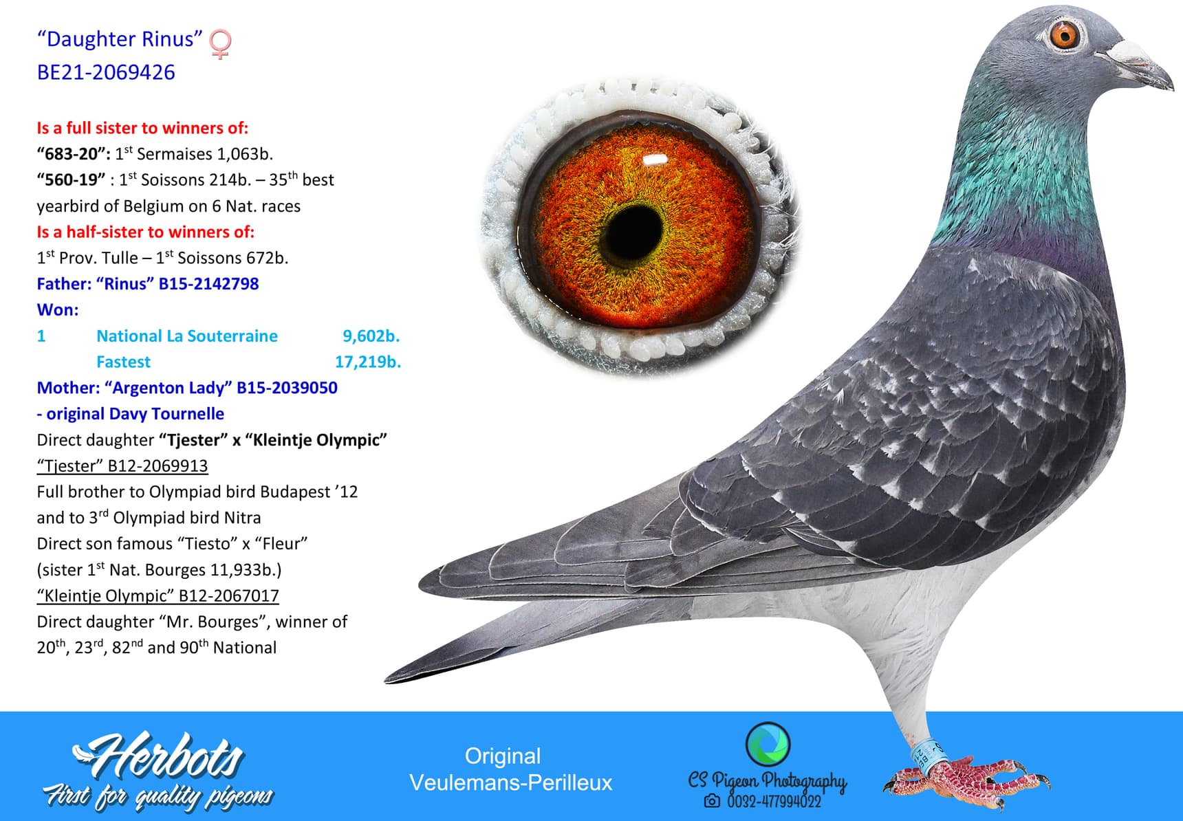 pigeon: undefined
