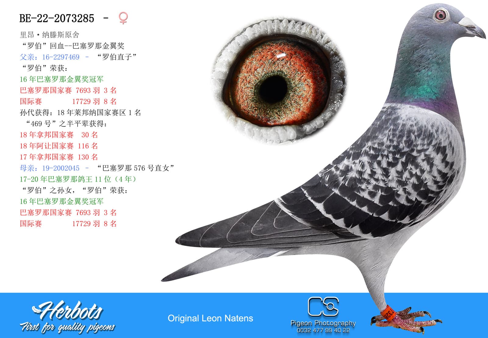 pigeon: undefined