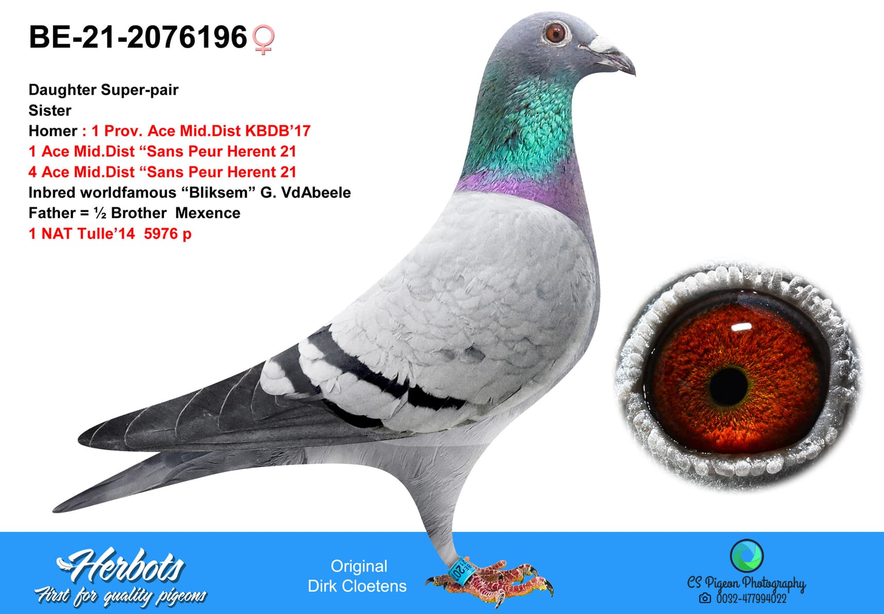 pigeon: undefined