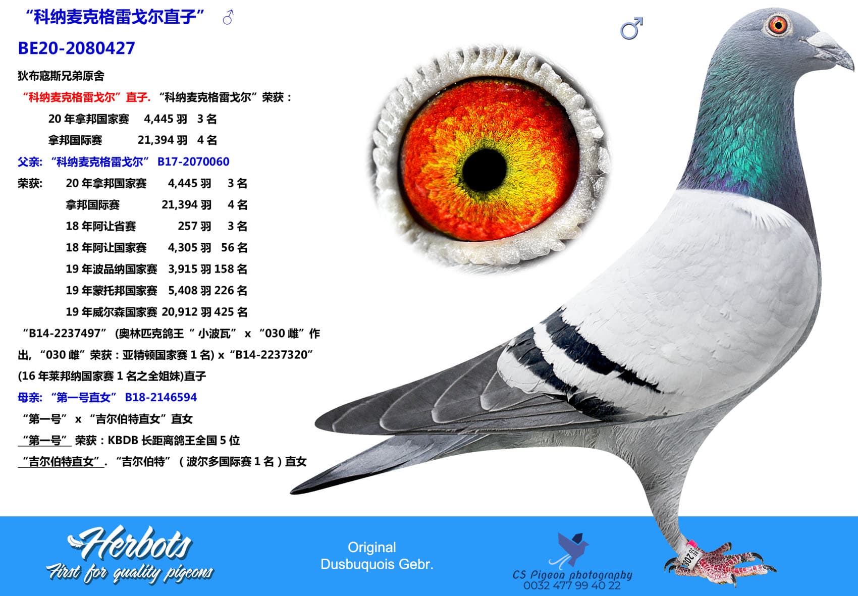 pigeon: undefined