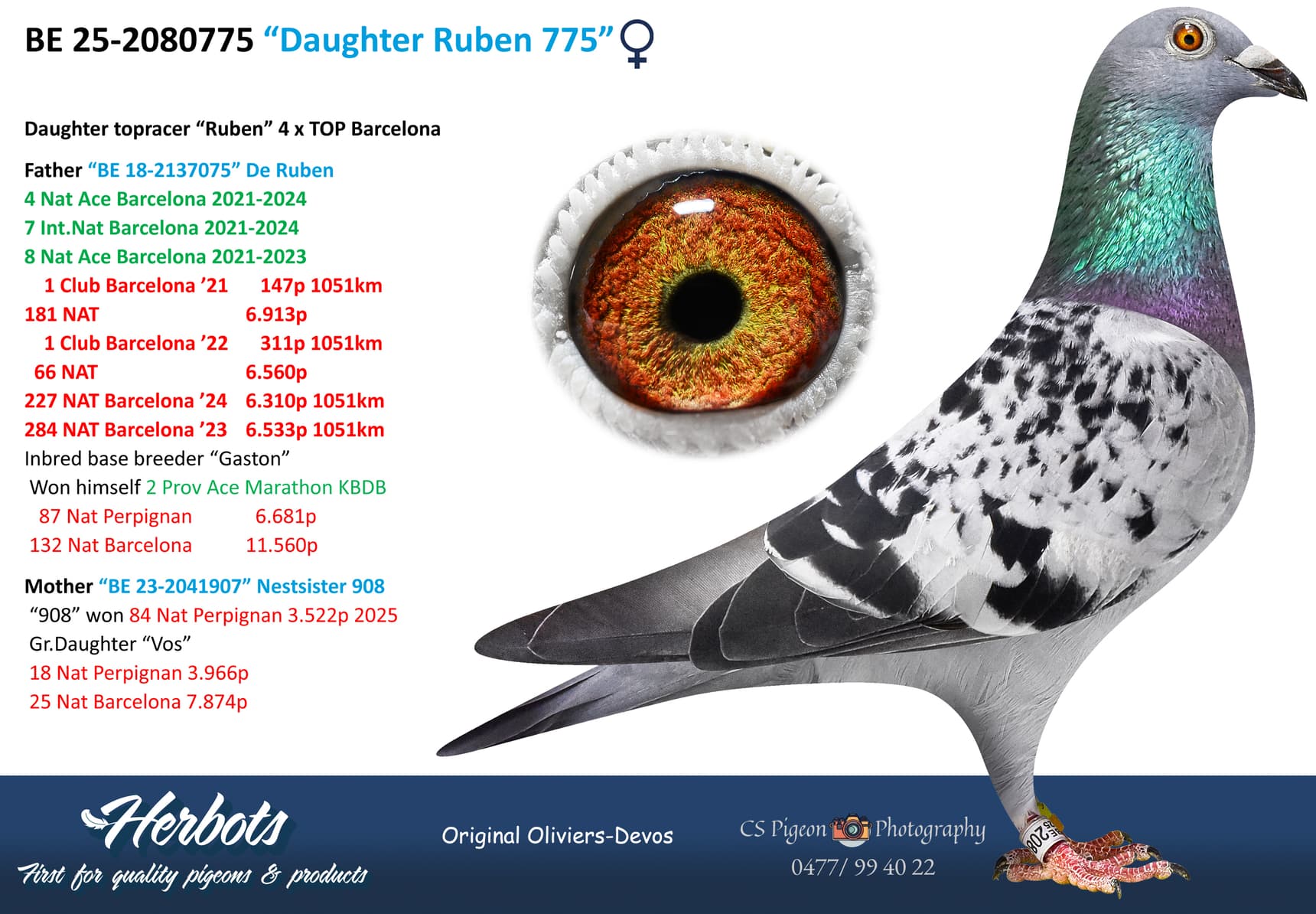 pigeon: undefined