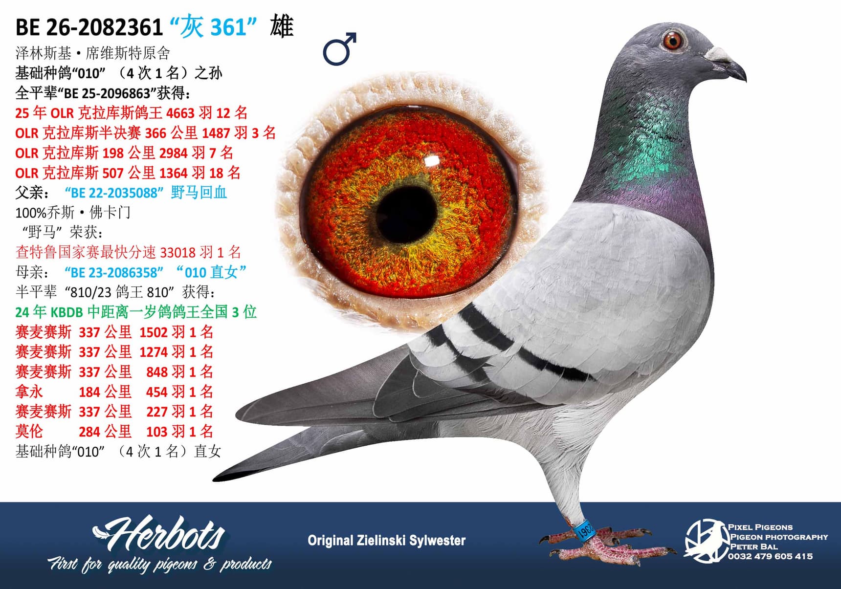 pigeon: undefined