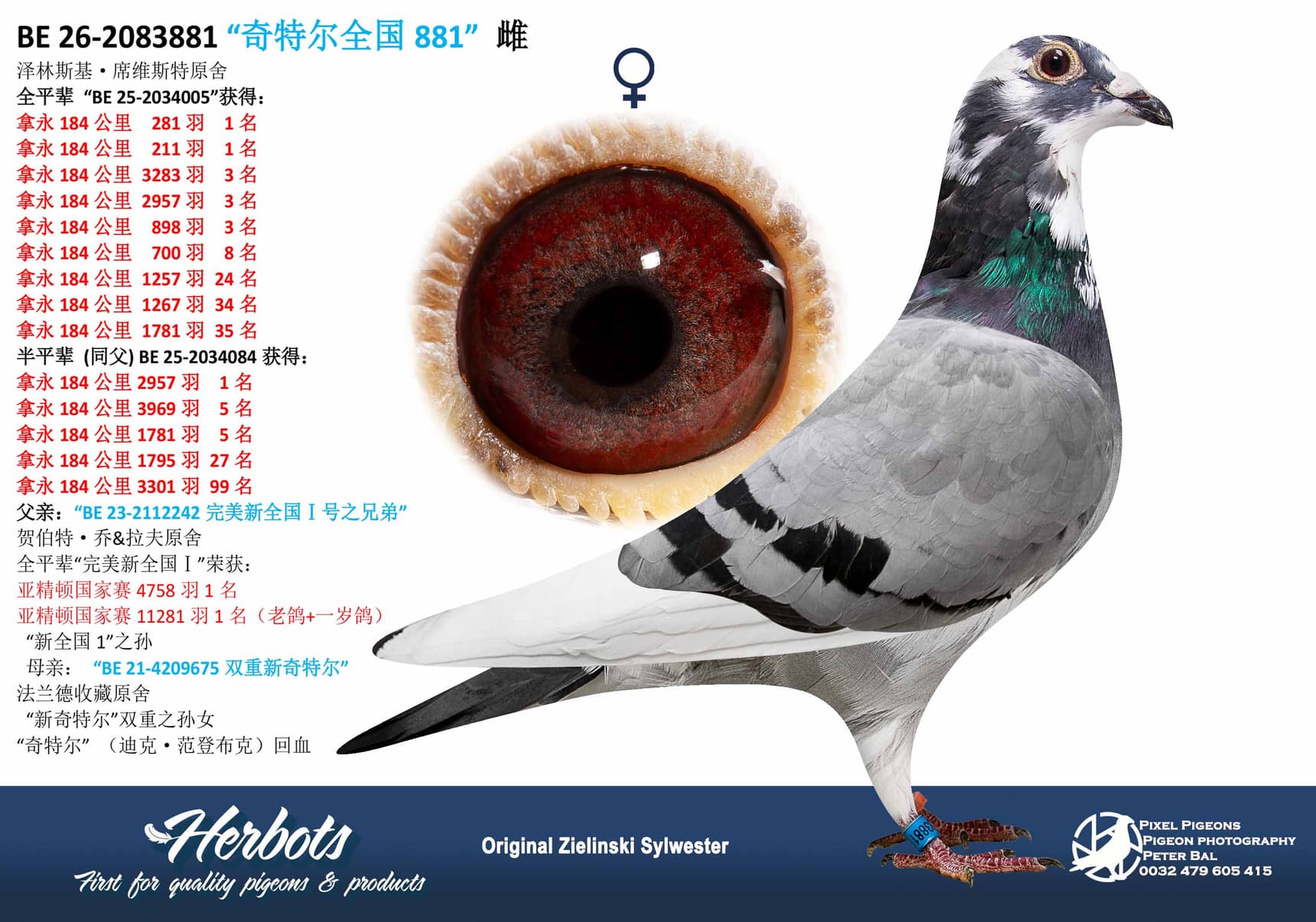 pigeon: undefined