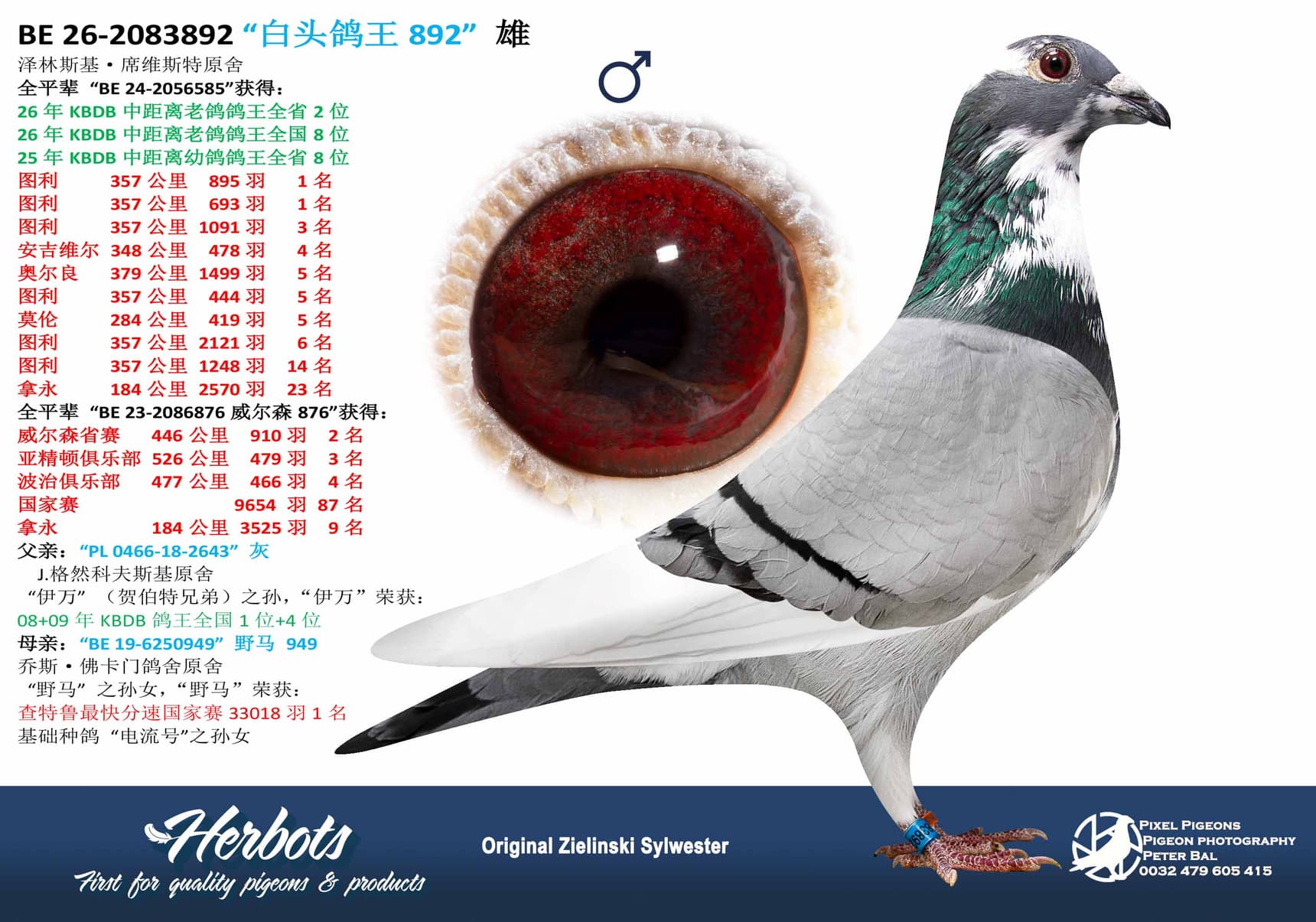 pigeon: undefined