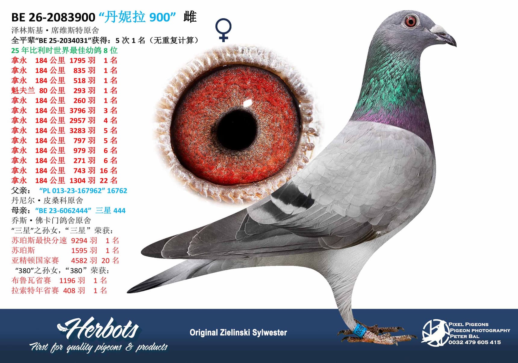 pigeon: undefined
