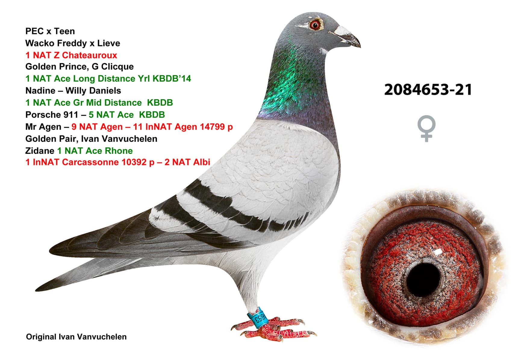 pigeon: undefined