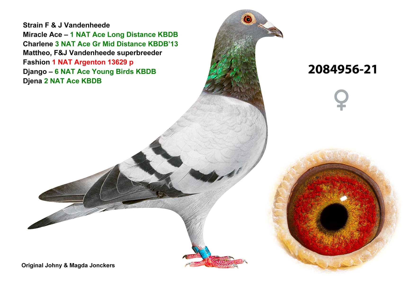 pigeon: undefined