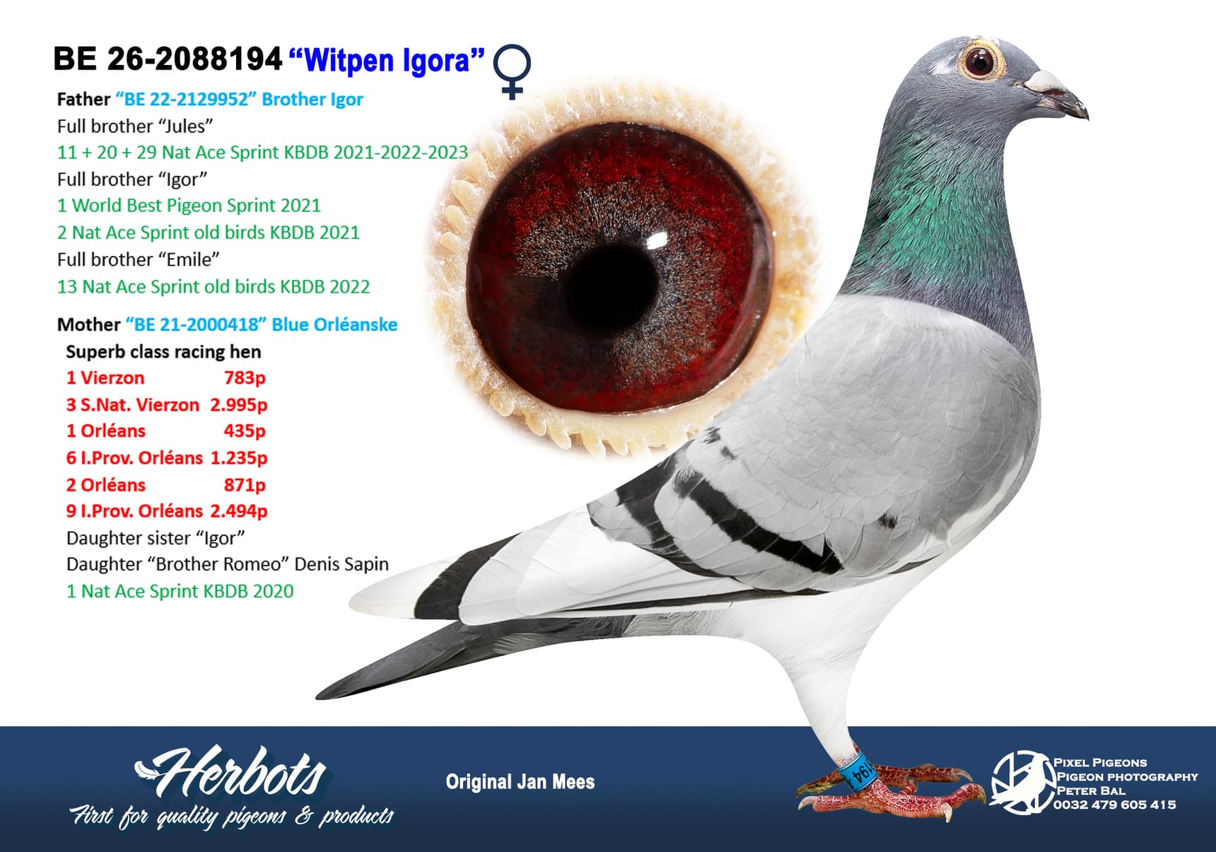 pigeon: undefined