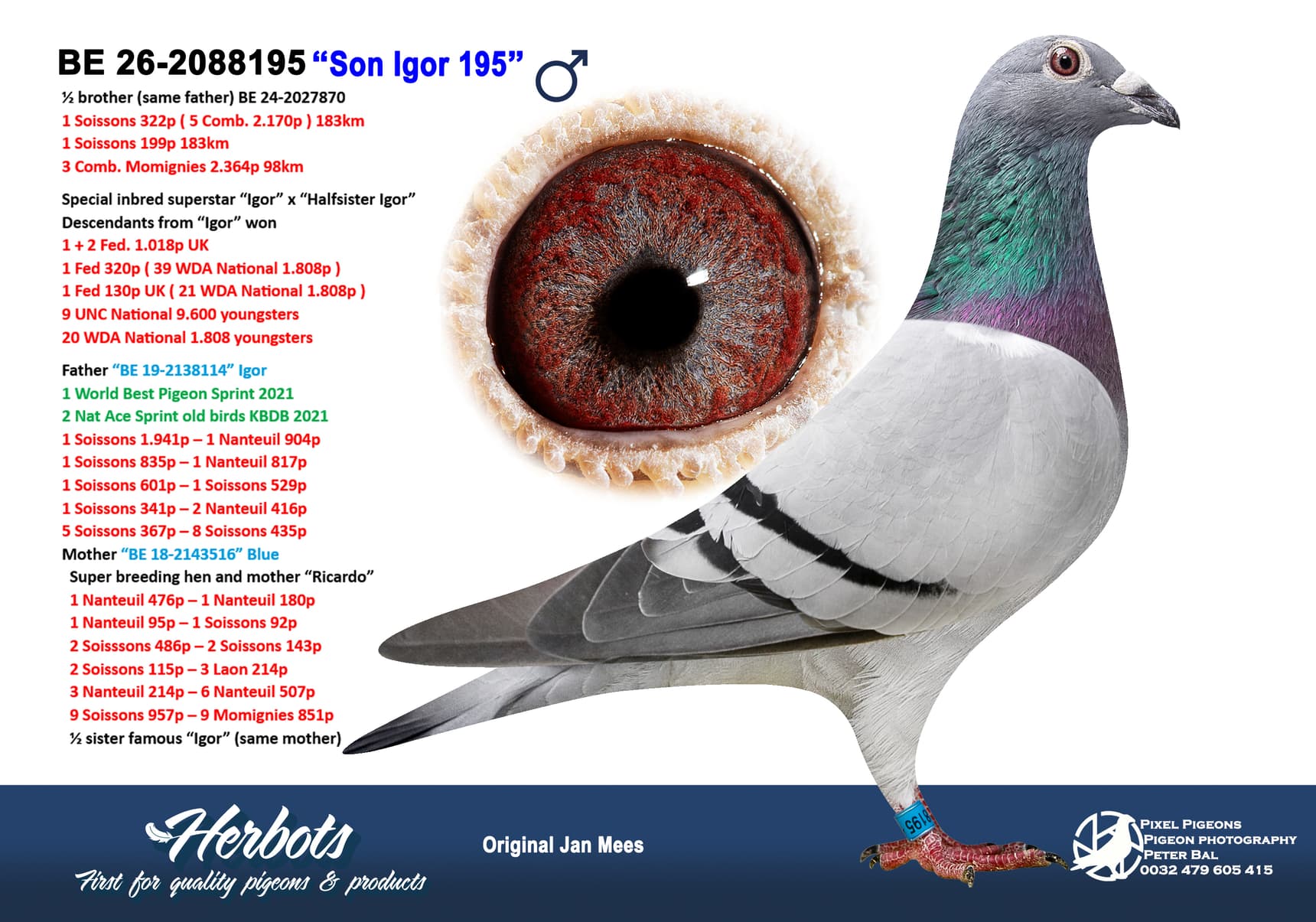 pigeon: undefined