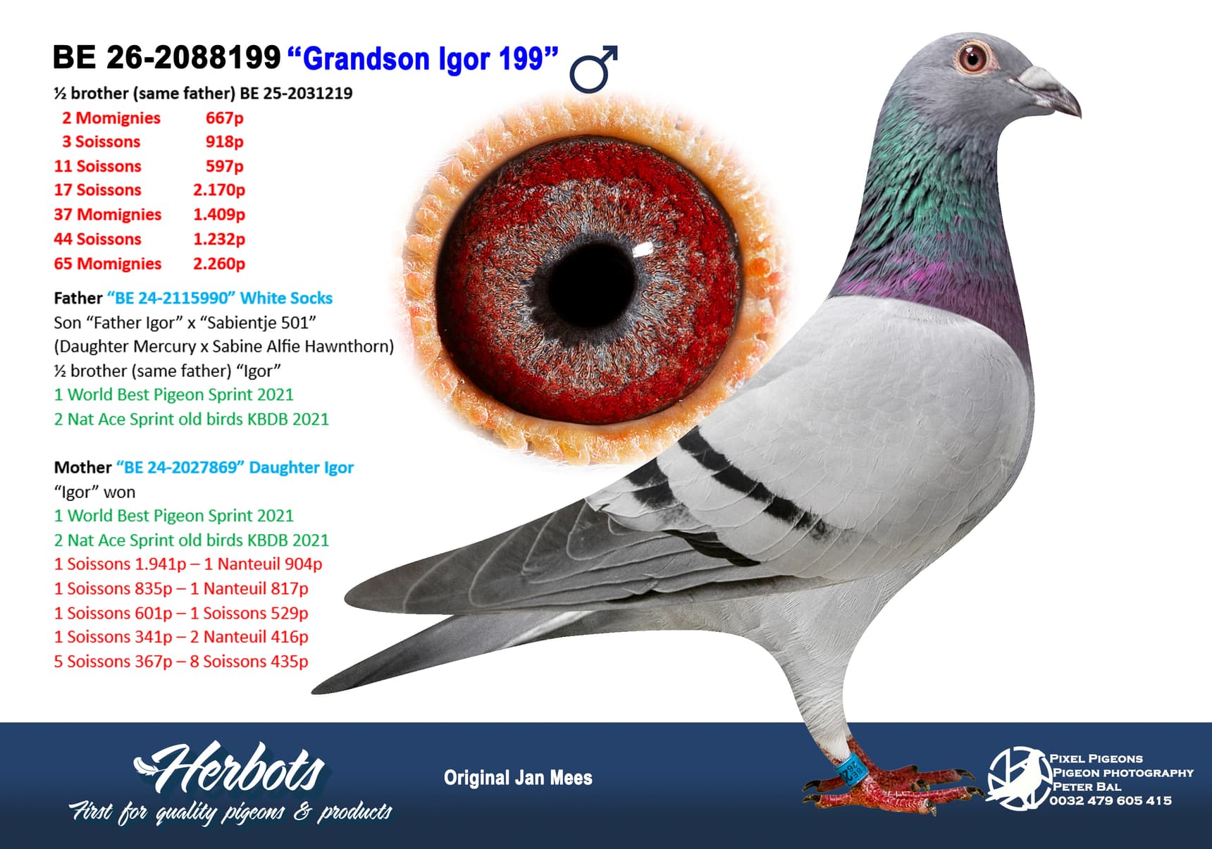 pigeon: undefined