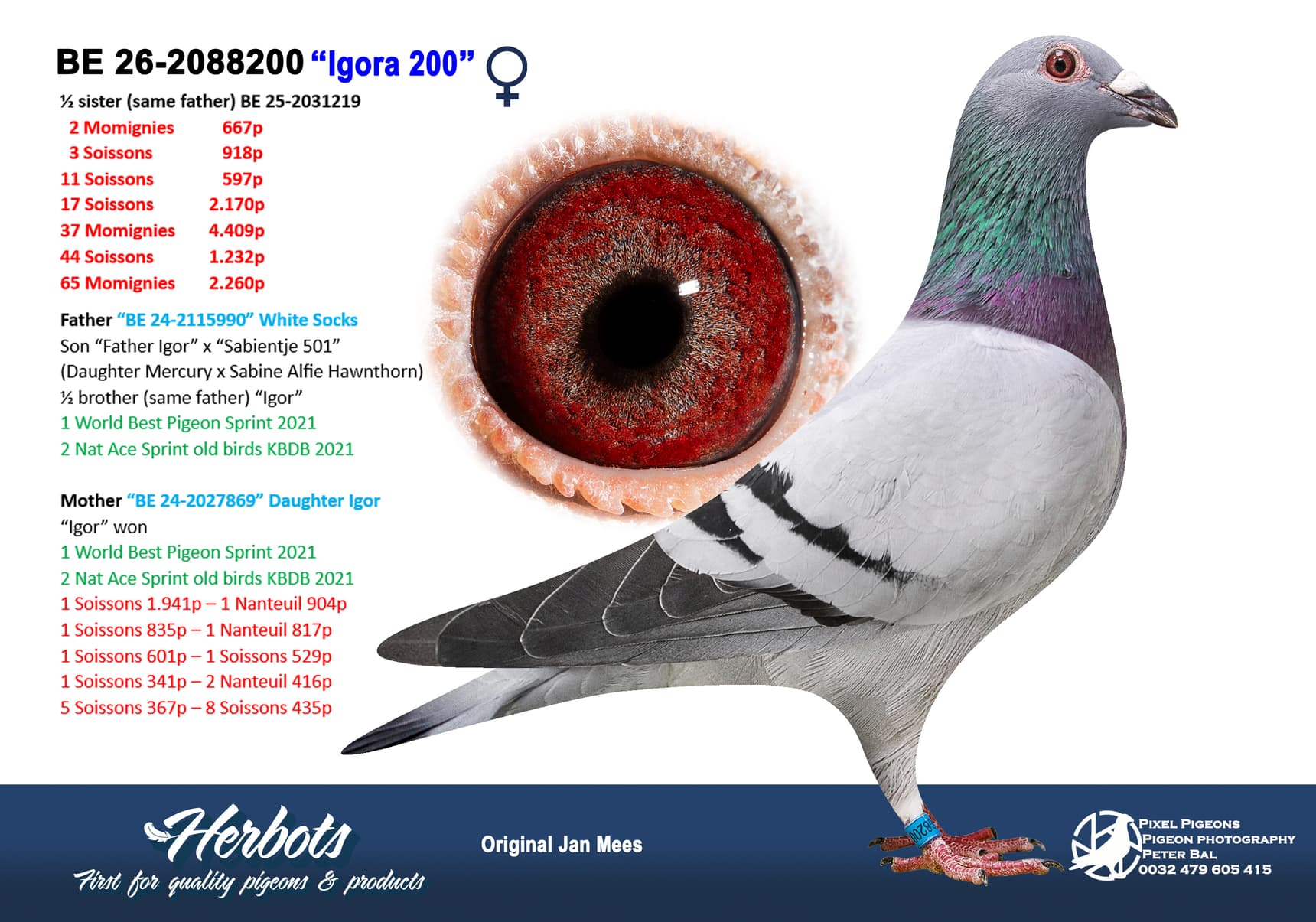 pigeon: undefined