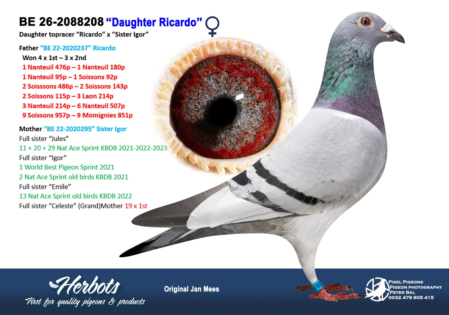 pigeon: undefined