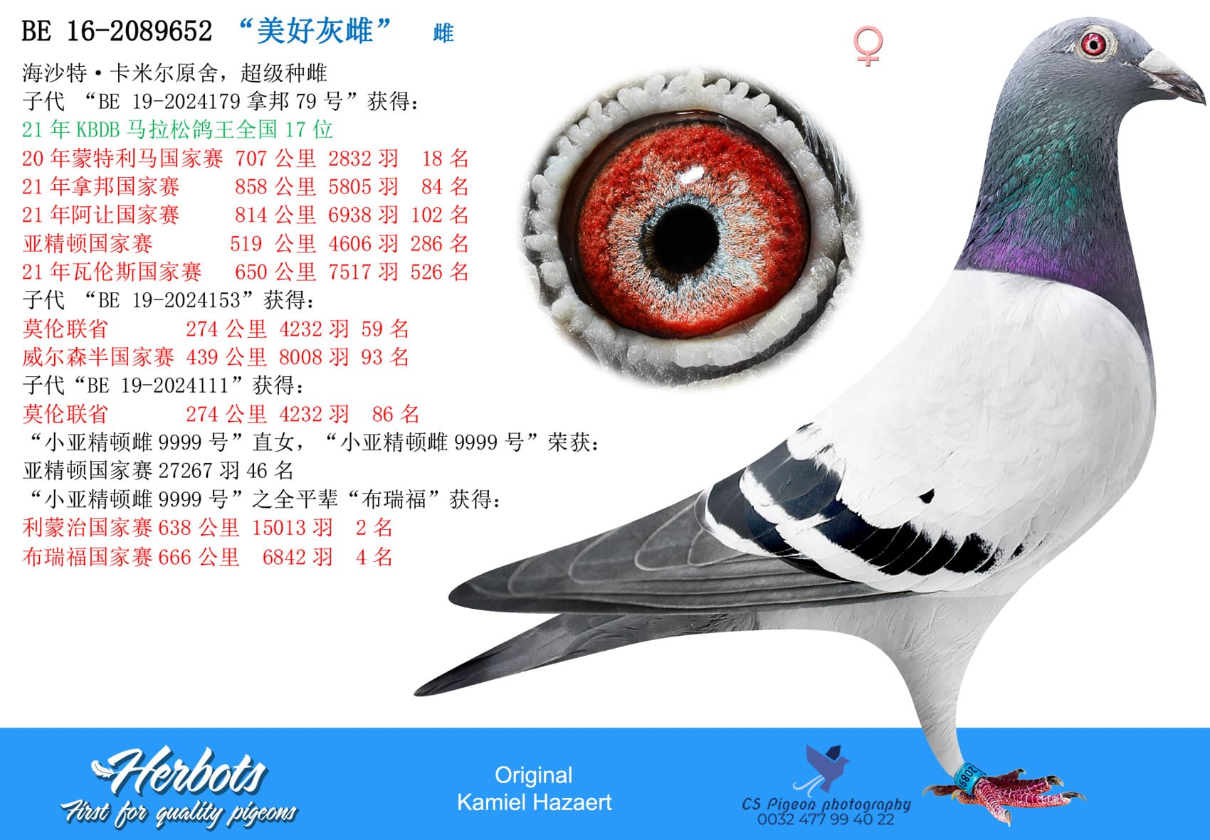 pigeon: undefined