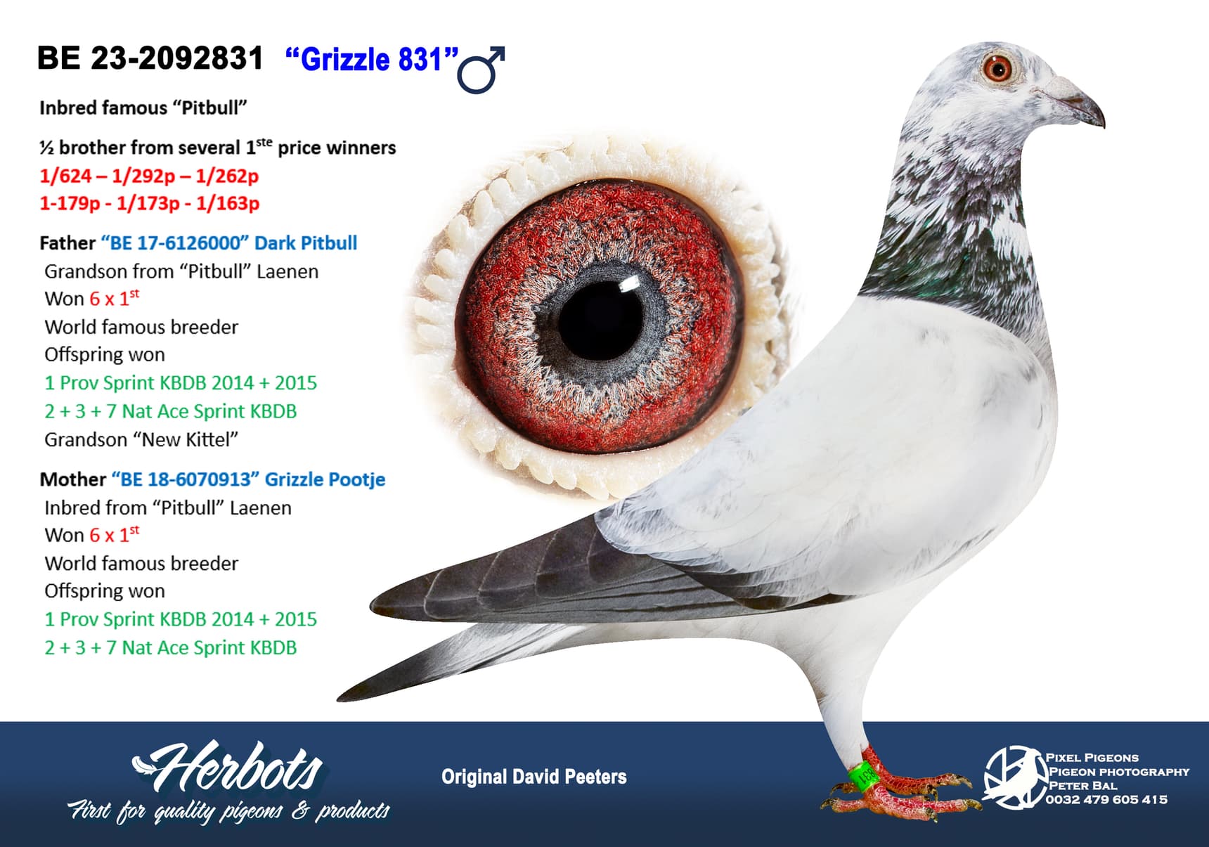 pigeon: undefined